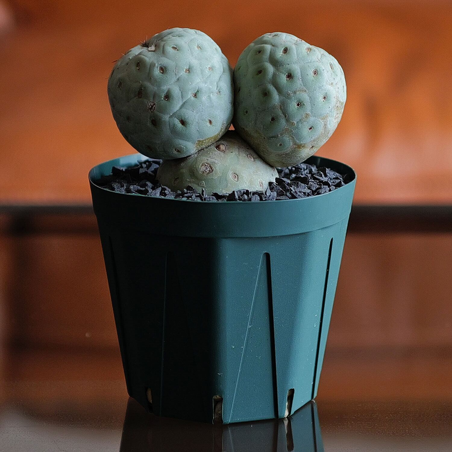 大球 3球 棘無し テフロカクタス ゲオメトリクス | LIGHTHOUSE