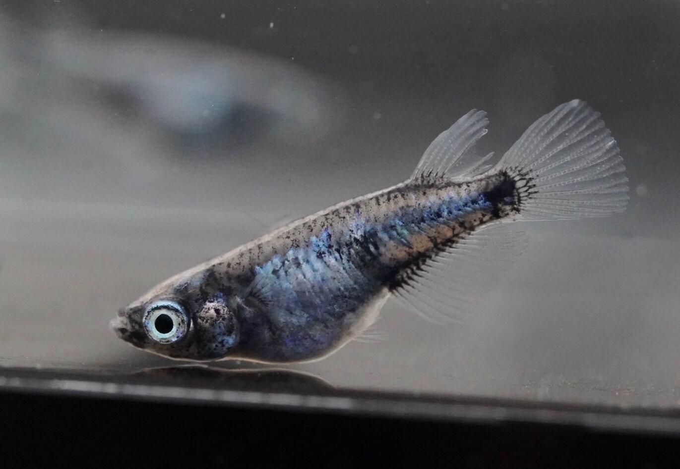 メダカファーム本陣 27-10 西郷めだか様直系 ユリ王 F6 若魚♂1