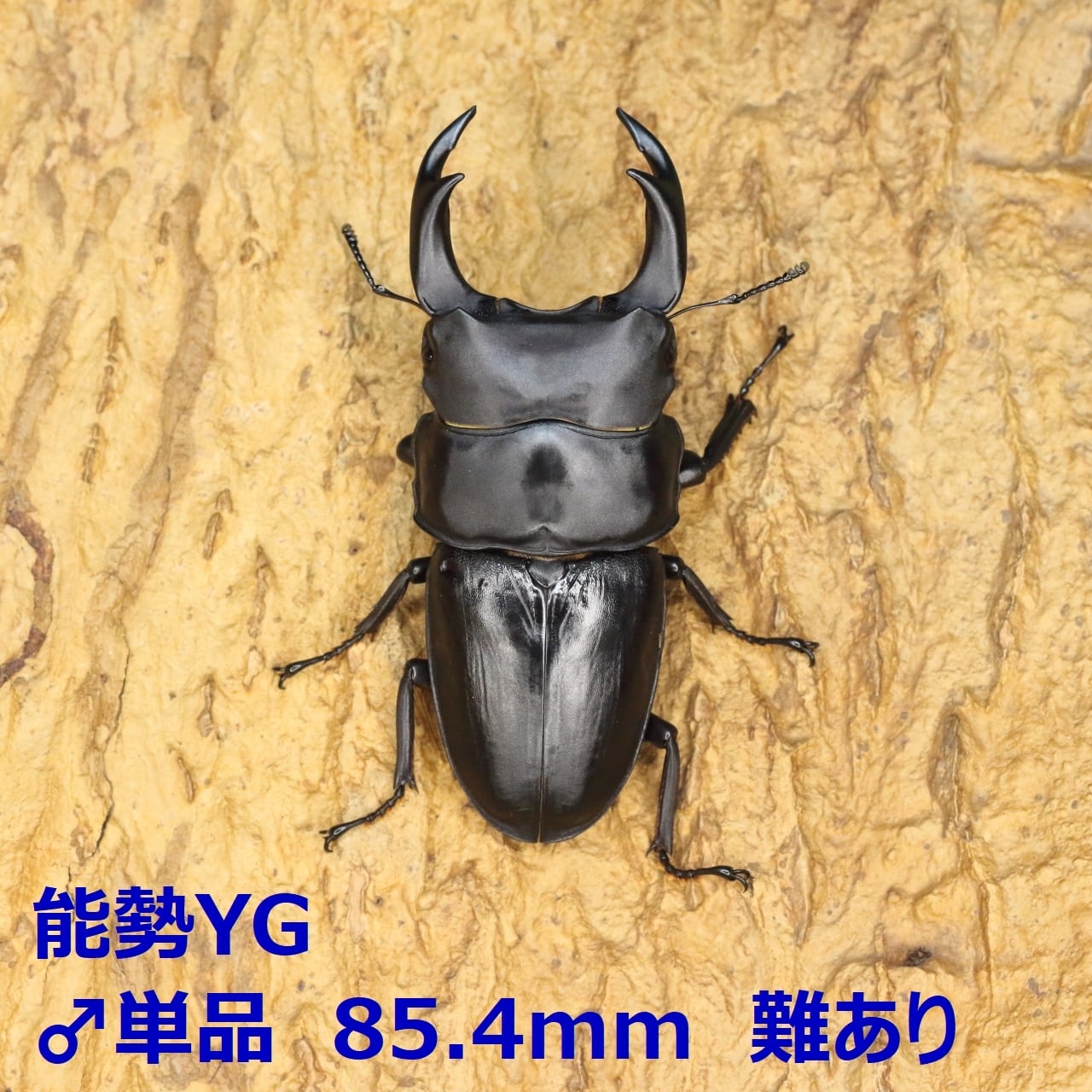 オオクワガタ　能勢YG　新成虫　87.0mm B品　オス単品　870同腹 オオクワガタ 新成虫 委託出品能勢YG血統 ♀単品 YG2415-09 SHOPオオクワガタ販売
