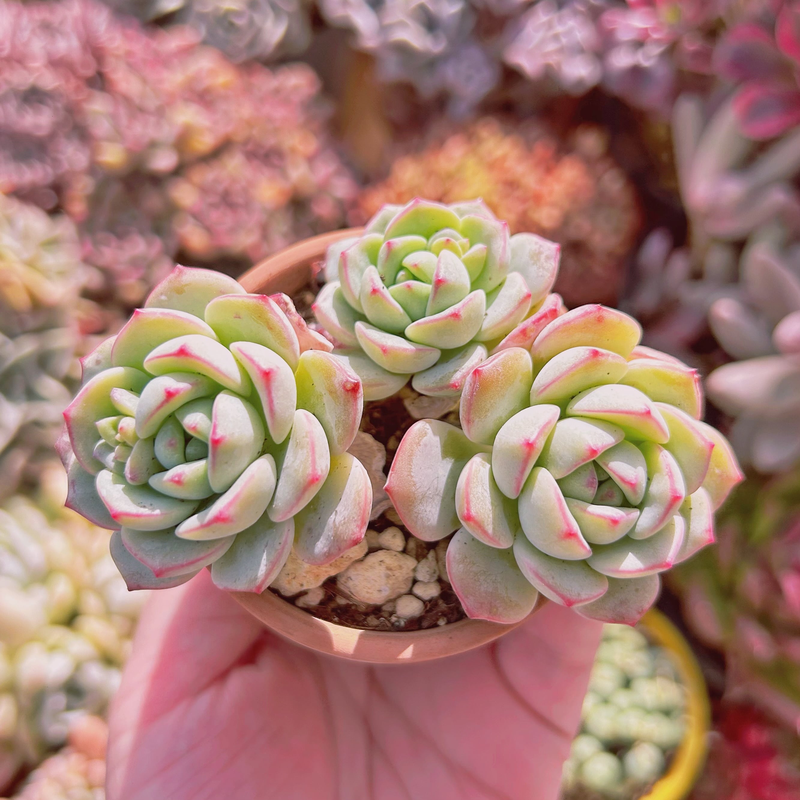 #080現物　多肉植物　バニラビス　