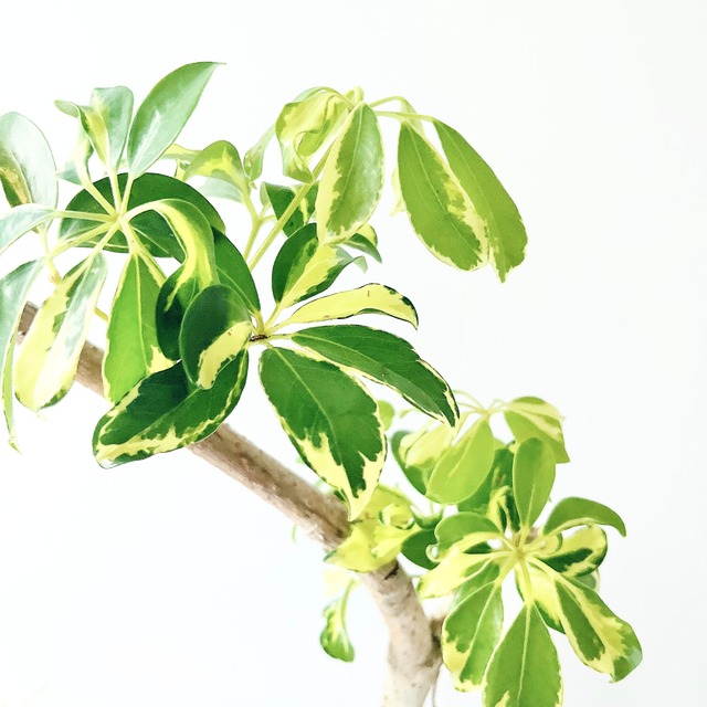 上質な佇まい シェフレラ ウォルシー 曲がり 5号 観葉植物 calm cafe