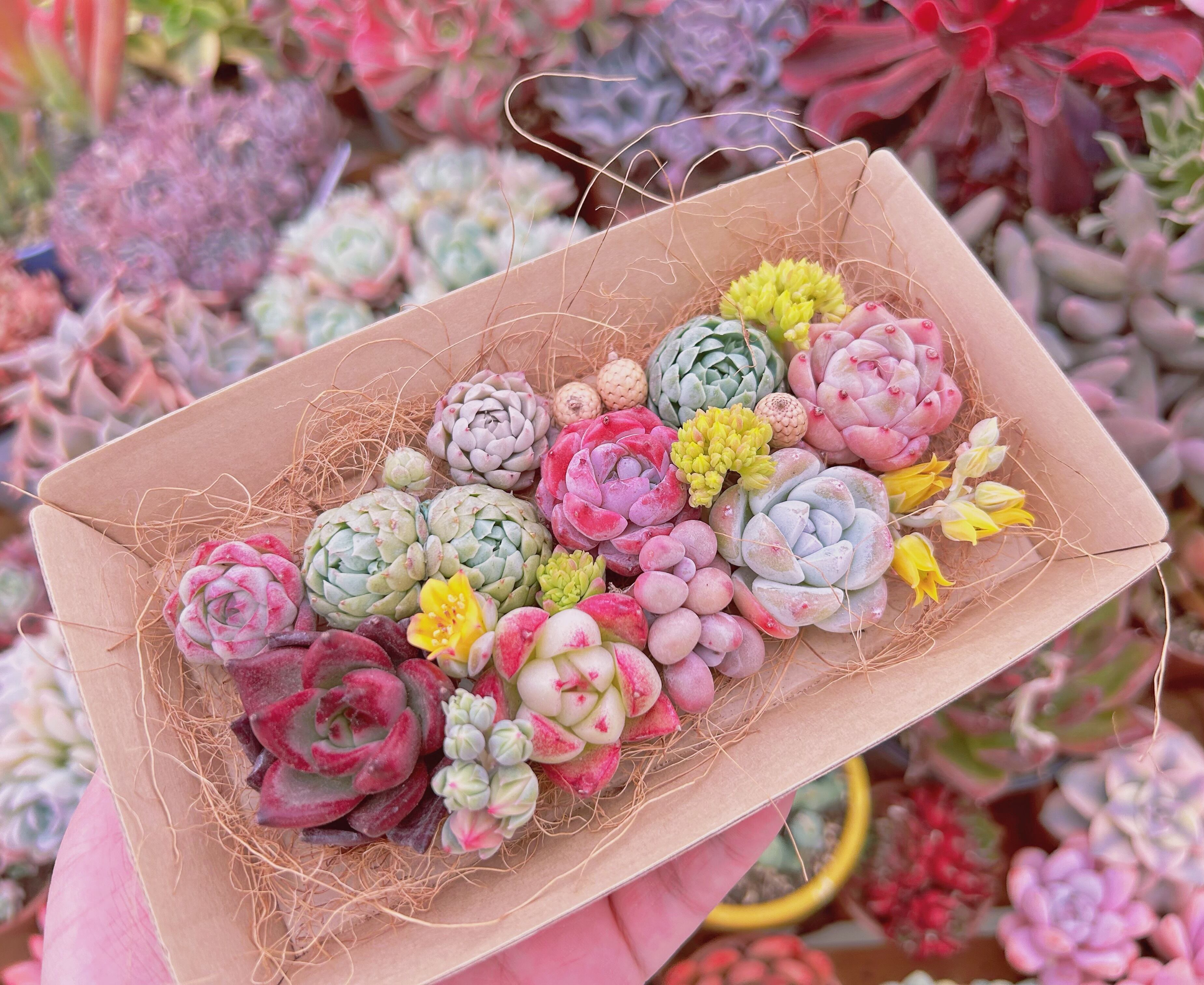 #331現物　多肉お弁当　トレーのまま発送