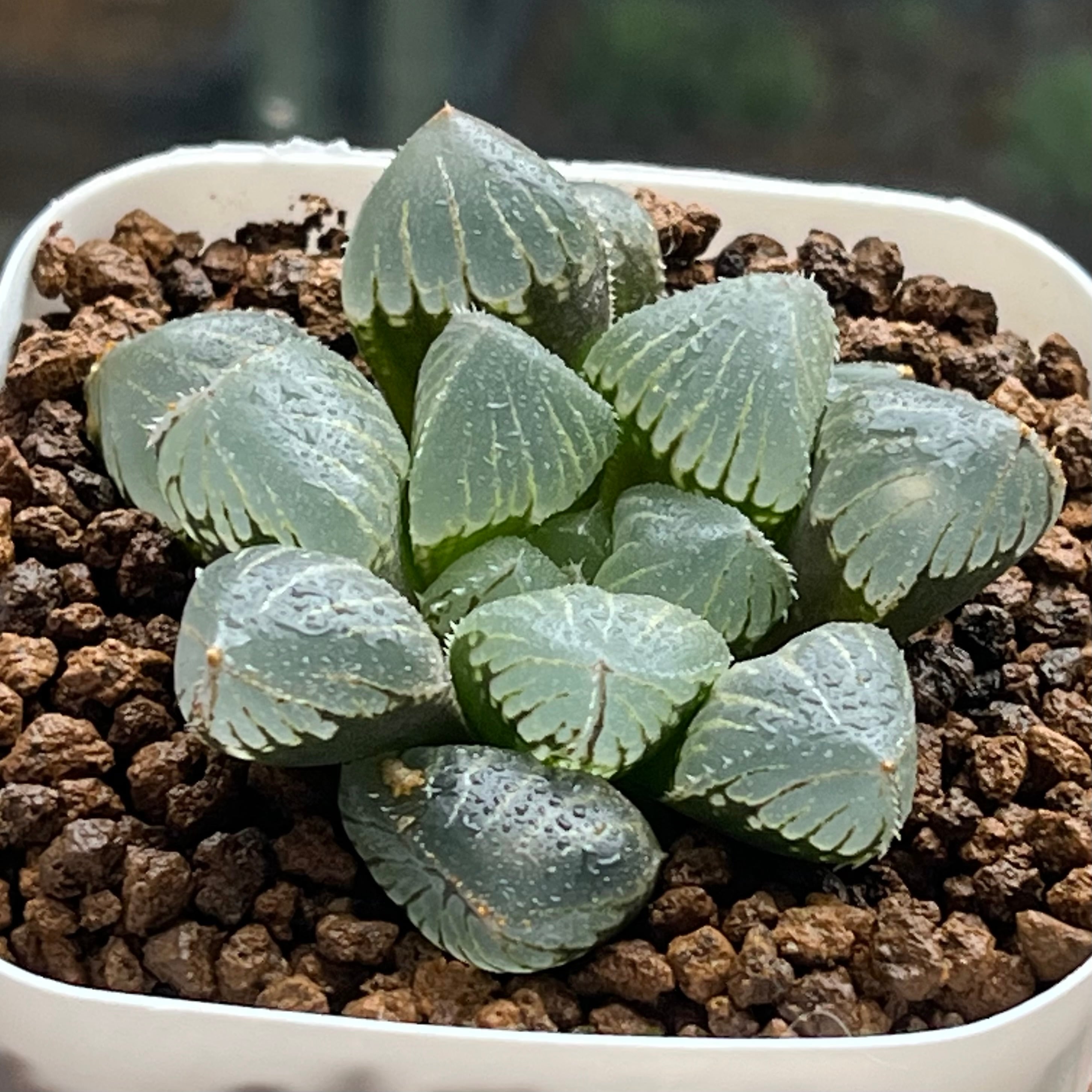 0195．多肉植物　ハオルチア　エメラルドLED錦×ベヌスタ交配種 ハオルチア エメラルドLED錦 | mocono_plants