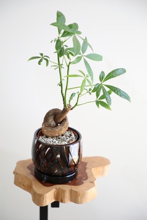 【M】パキラ/Pachira ※陶器鉢付き