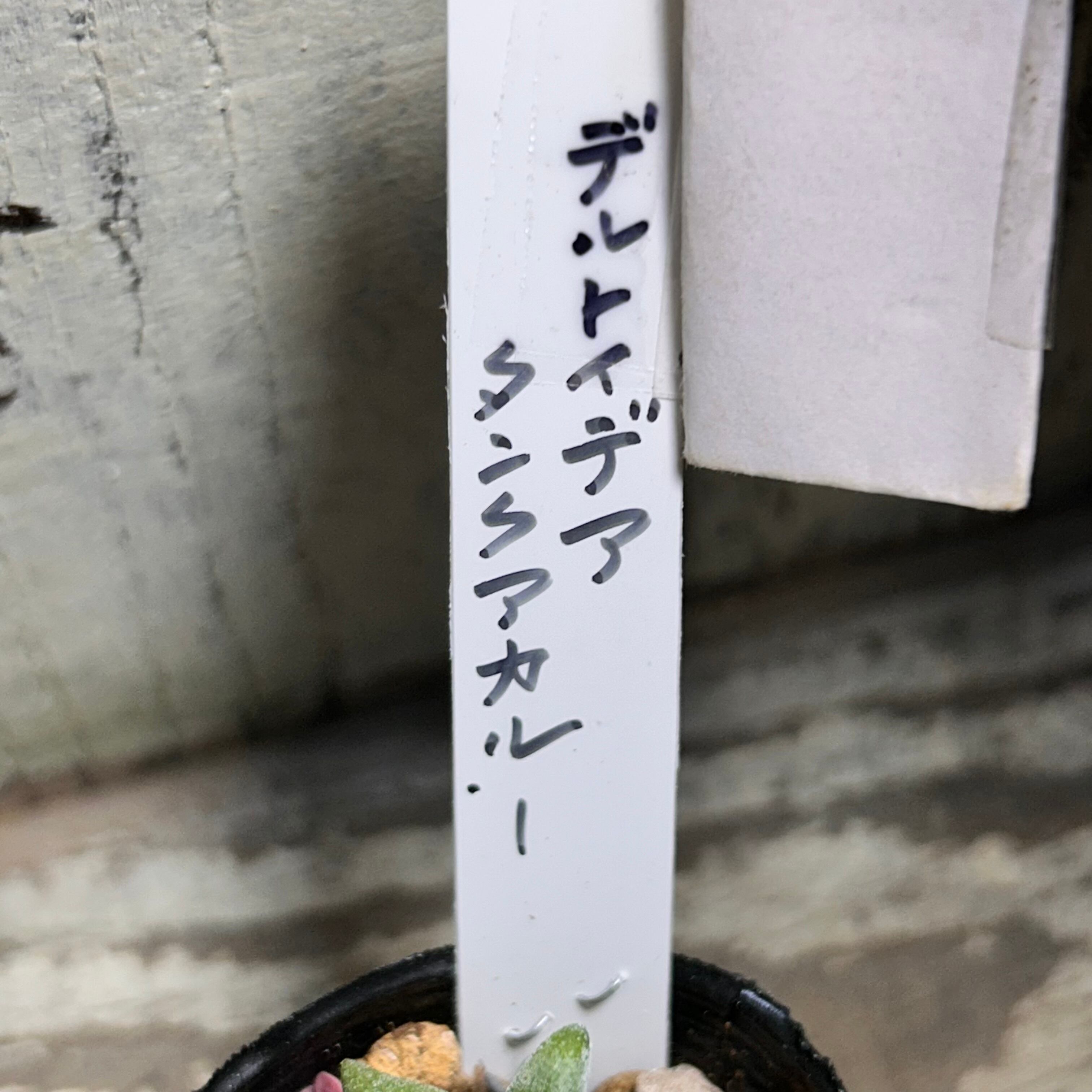 デルトイデア タンクアカルー | RuPo 多肉植物専門店