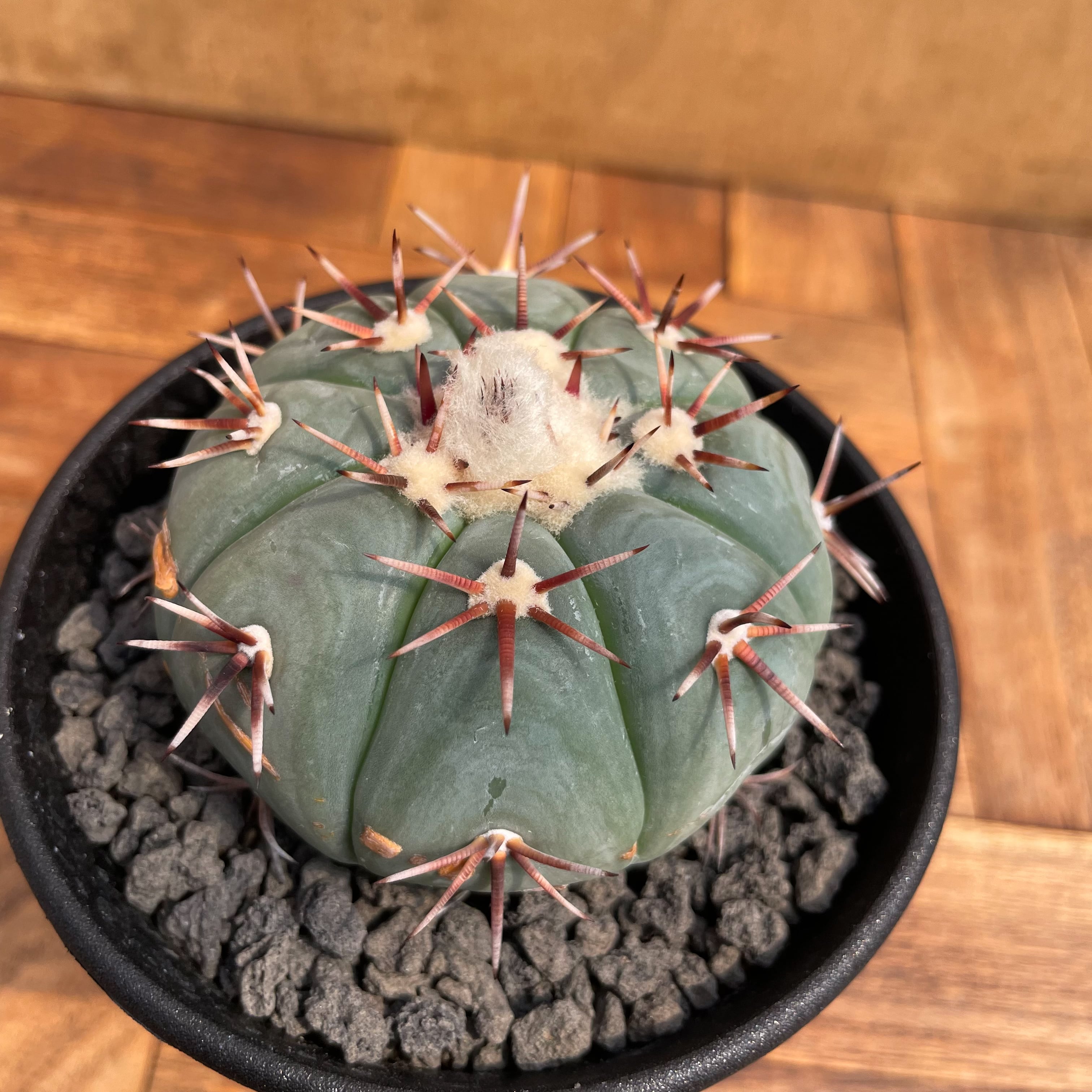 Echinocactus horizonthalonius【エキノカクタス・太平丸】 | RIMO'S