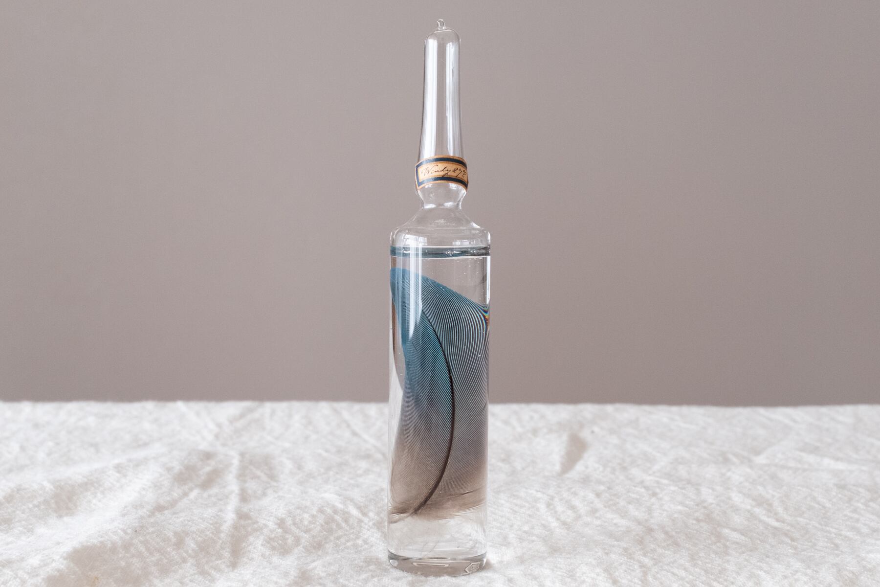 風の標本 - 羽 | ATELIER de MIOMORI｜アトリエ・ド・ミオモリ