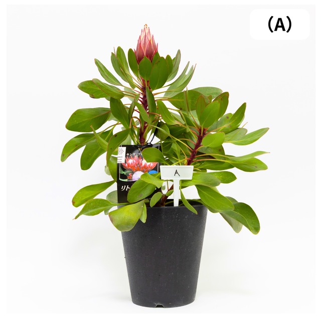 オージープランツ・ネイティブプランツ | Repos.RonroNs ~ルポ.ロンロン ~