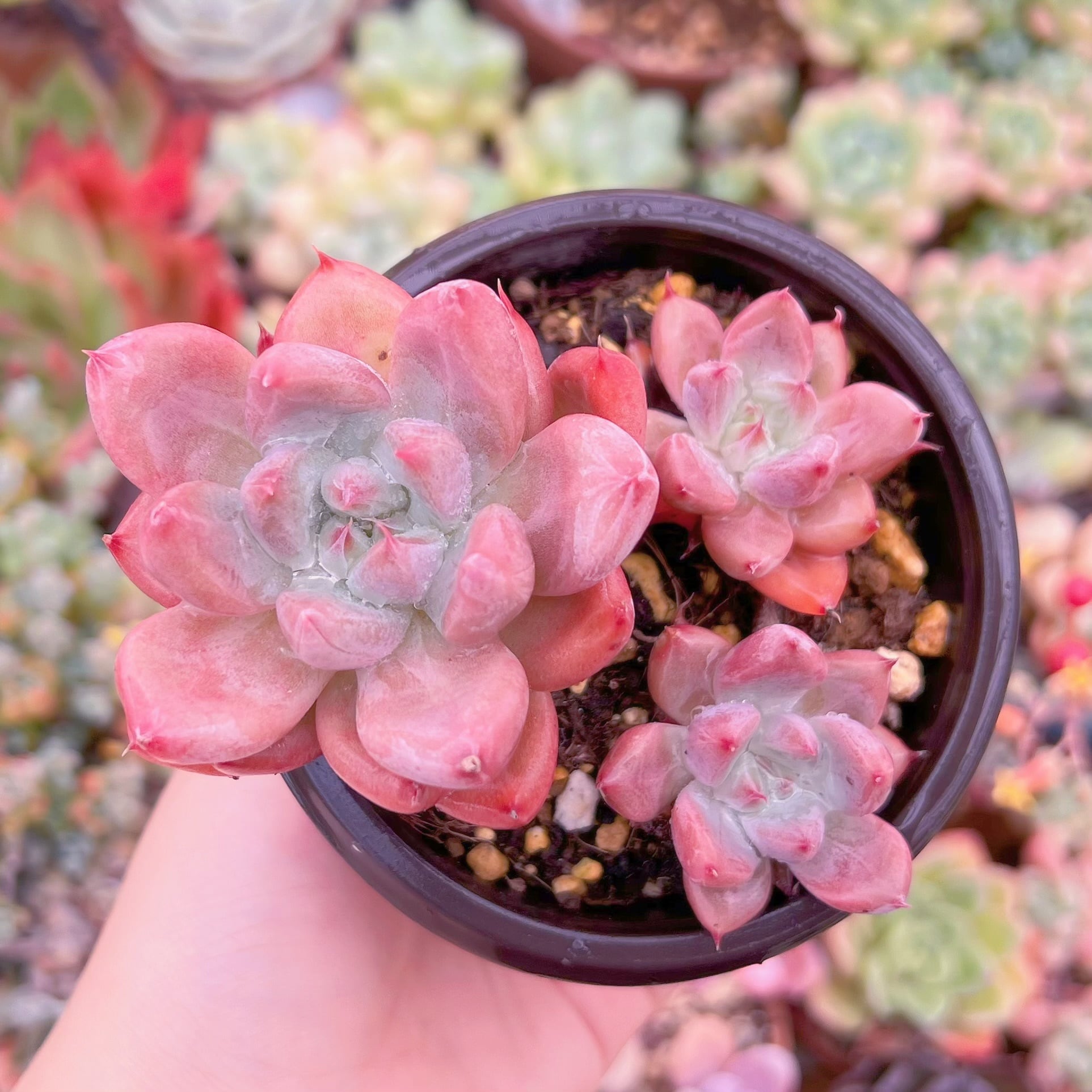 現品　ウェーディングリング#669　古株　るる農園