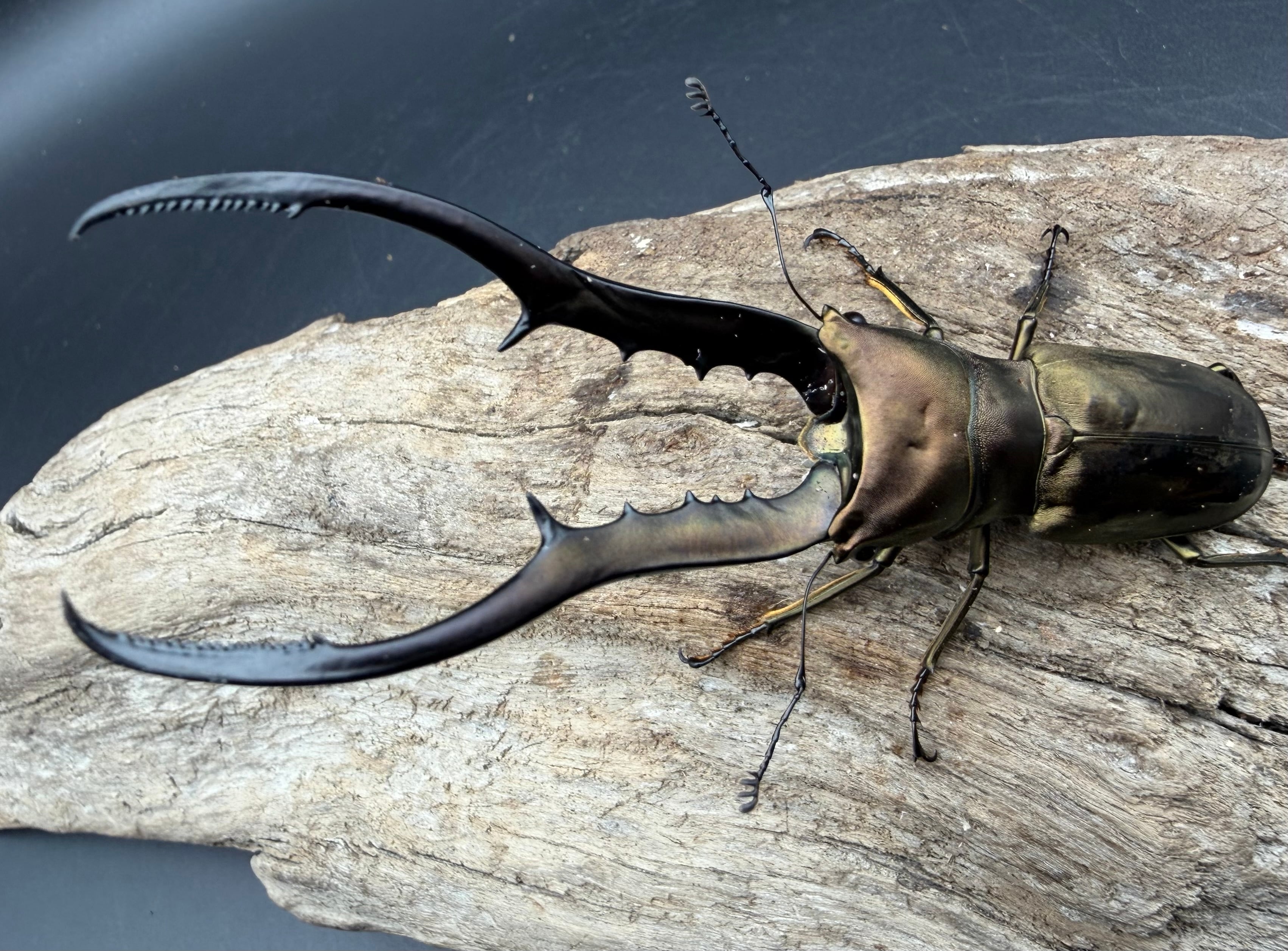 WD】《アラガールホソアカクワガタ 58mm ♂単》 | KPW公式オンライン