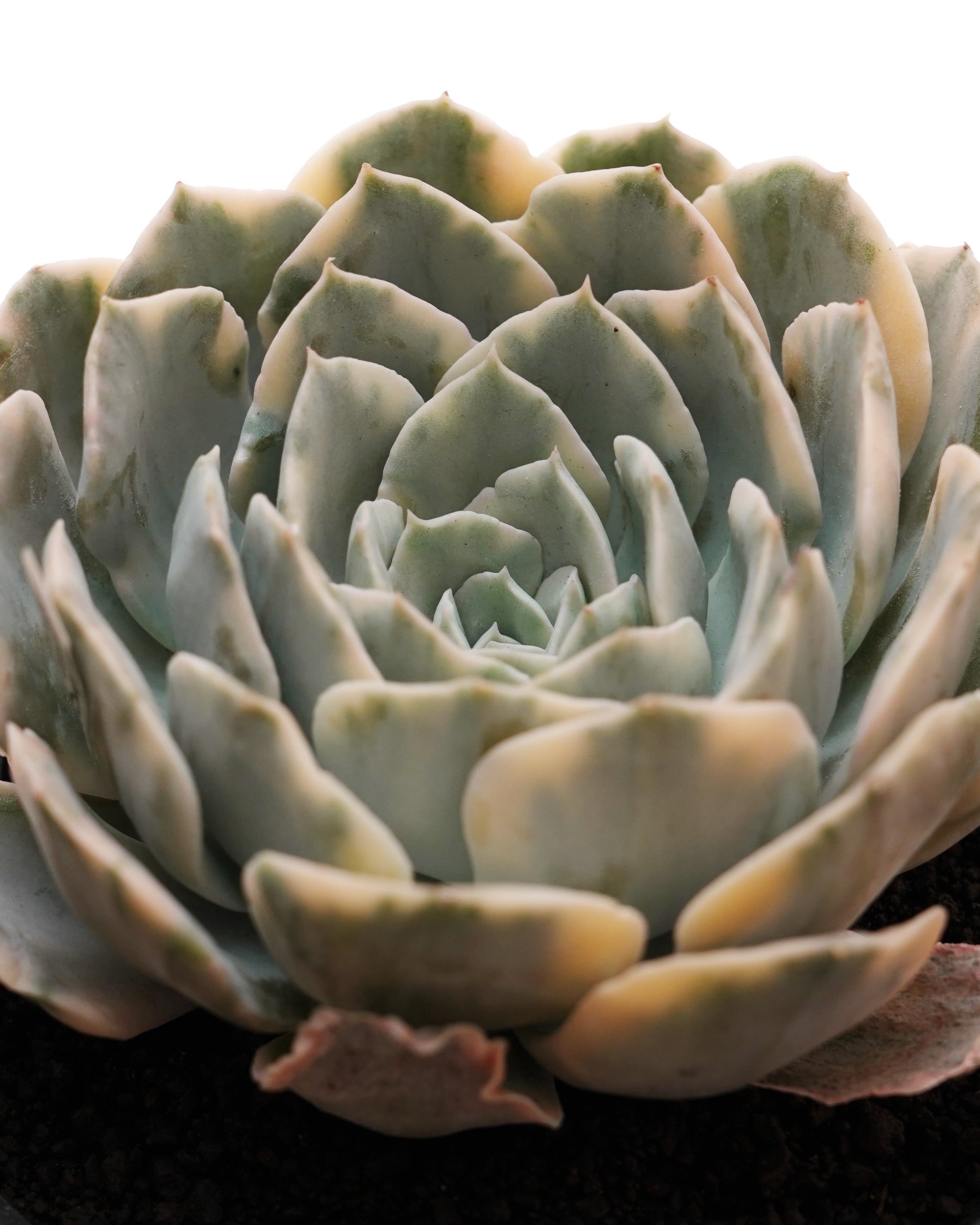 カット苗 メキシカンジャイアント 巨大株 Echeveria colorata 'Mexican