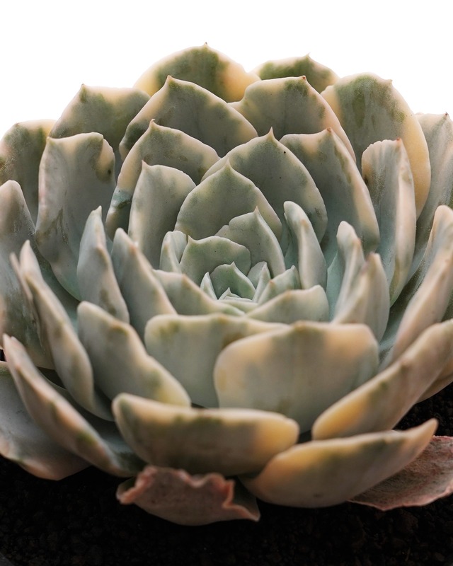 カット苗 マケベニア錦 大株 Echeveria 'Macabeana Variegated'