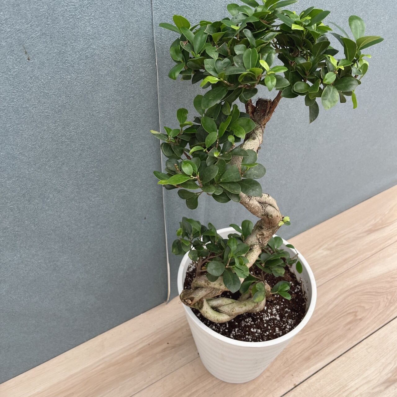 現品］【希少】7番 ガジュマル 曲がり 接木 8号 観葉植物 室内 レア