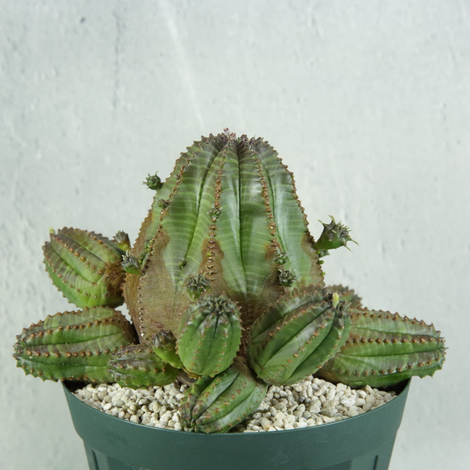 ユーフォルビア バリダ 仔吹き アガベ おぼつかない 地植え