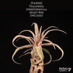 【送料無料】streptophylla select Red〔エアプランツ〕現品発送T4350