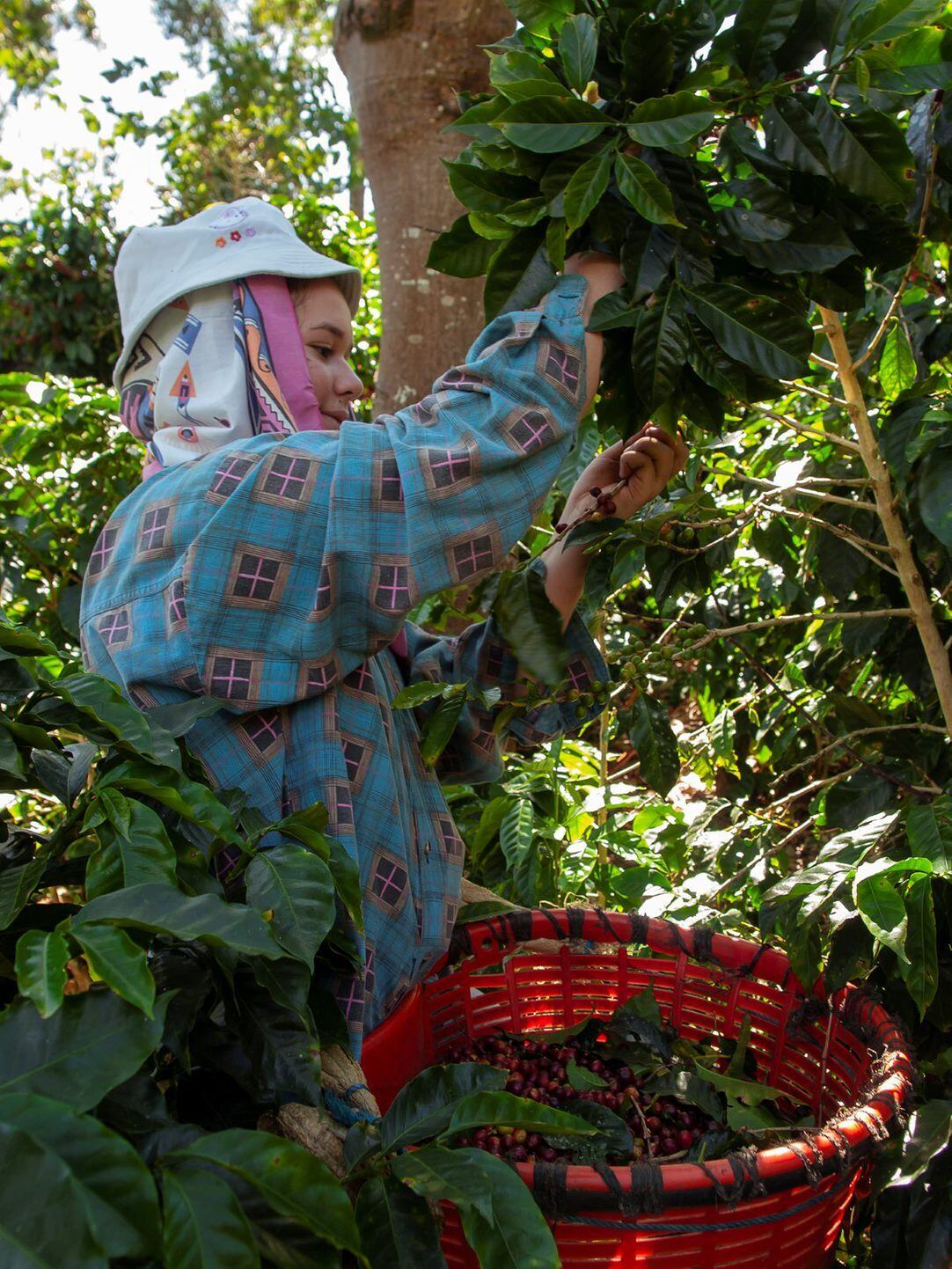 Sold Out コスタリカ ラスコリナス Anaerobic Natural（100g