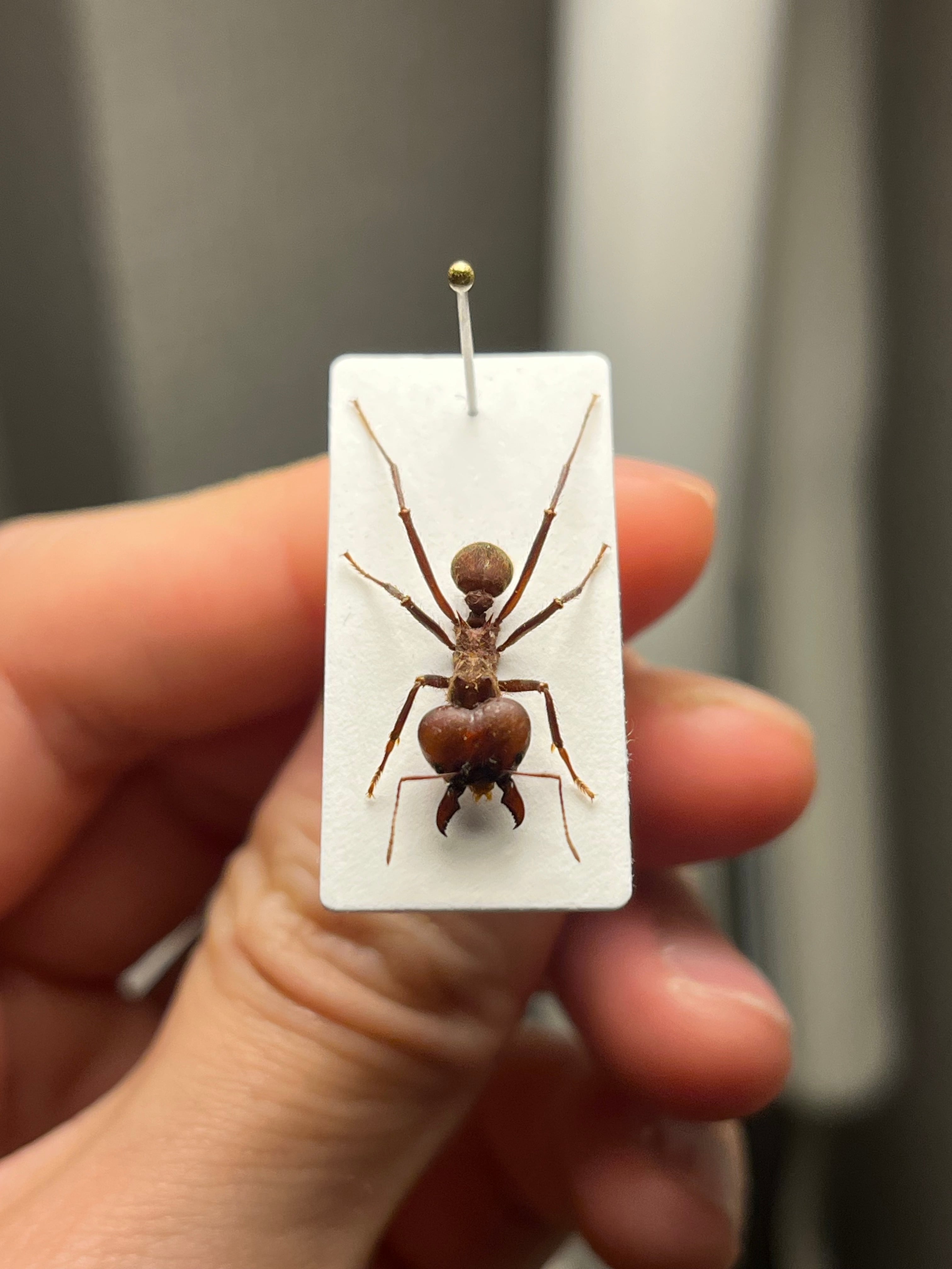 伝説ノ蝉】フウセンゼミ ハラブトゼミ Cystosoma saundersii 昆虫標本