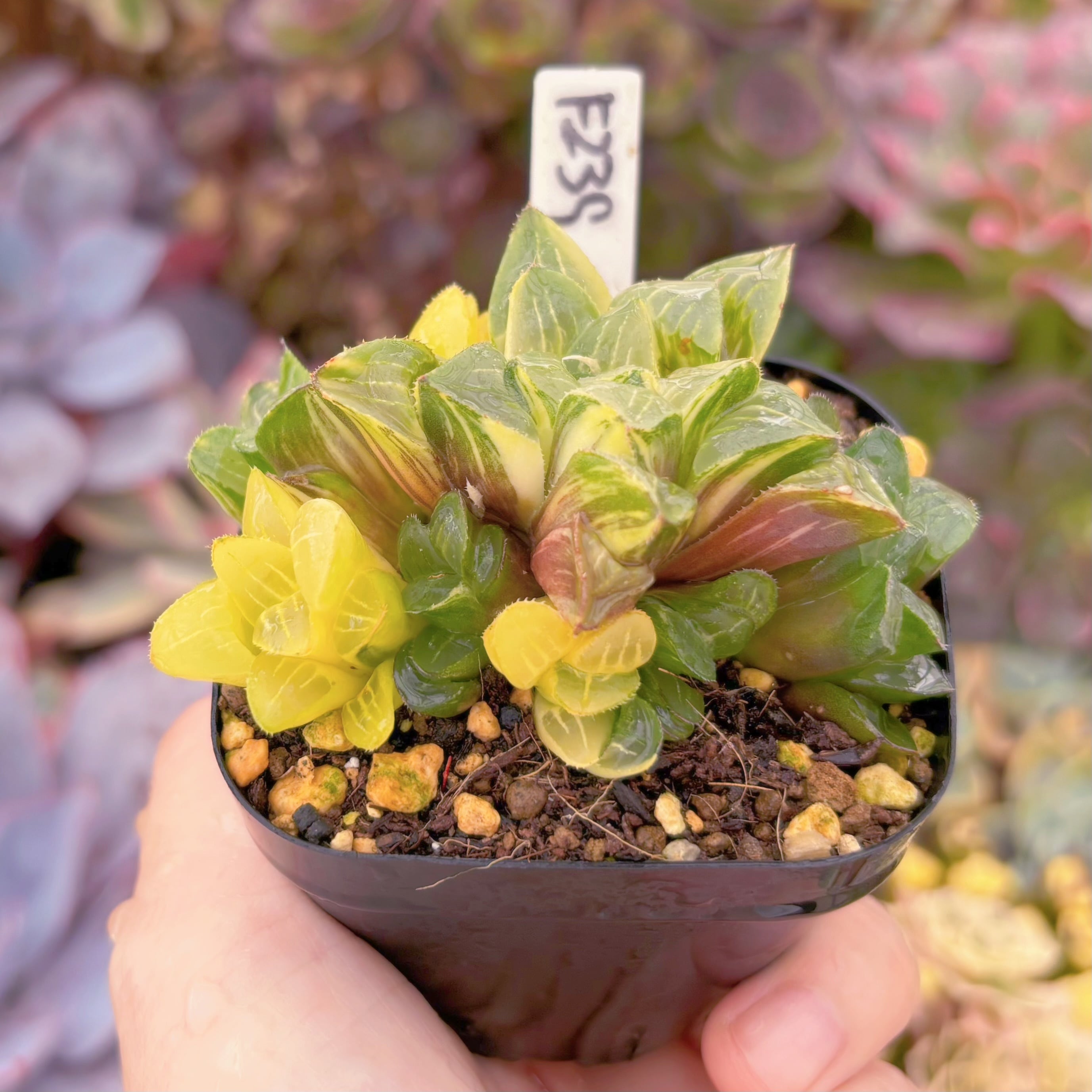 現品 ハオルチア姫寿錦#F239 群生 古株 るる農園 | るる農園~多肉植物専門