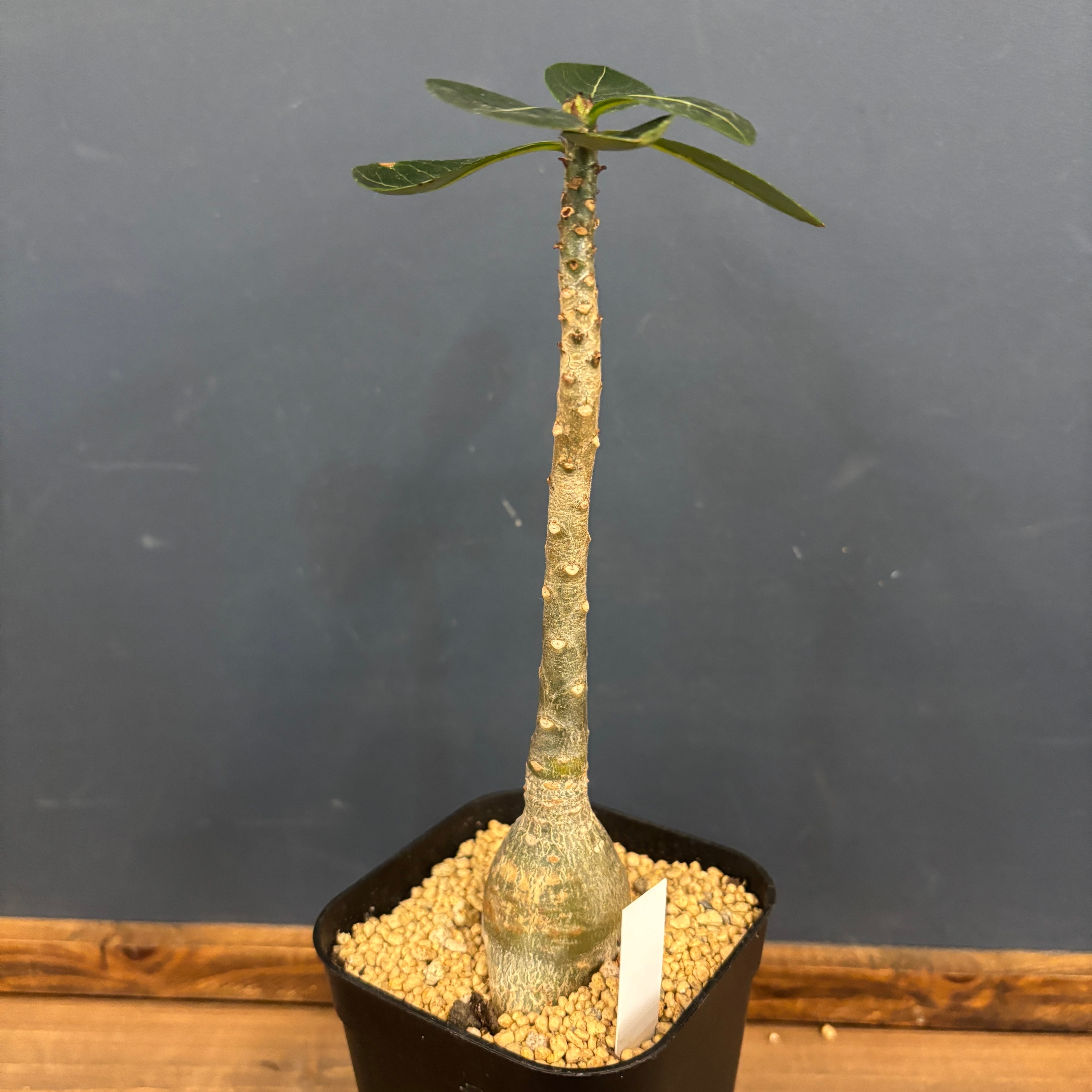 アデニウム　ソコトラナム (EU輸入株) アデニウムソコトラナム (EU輸入株)