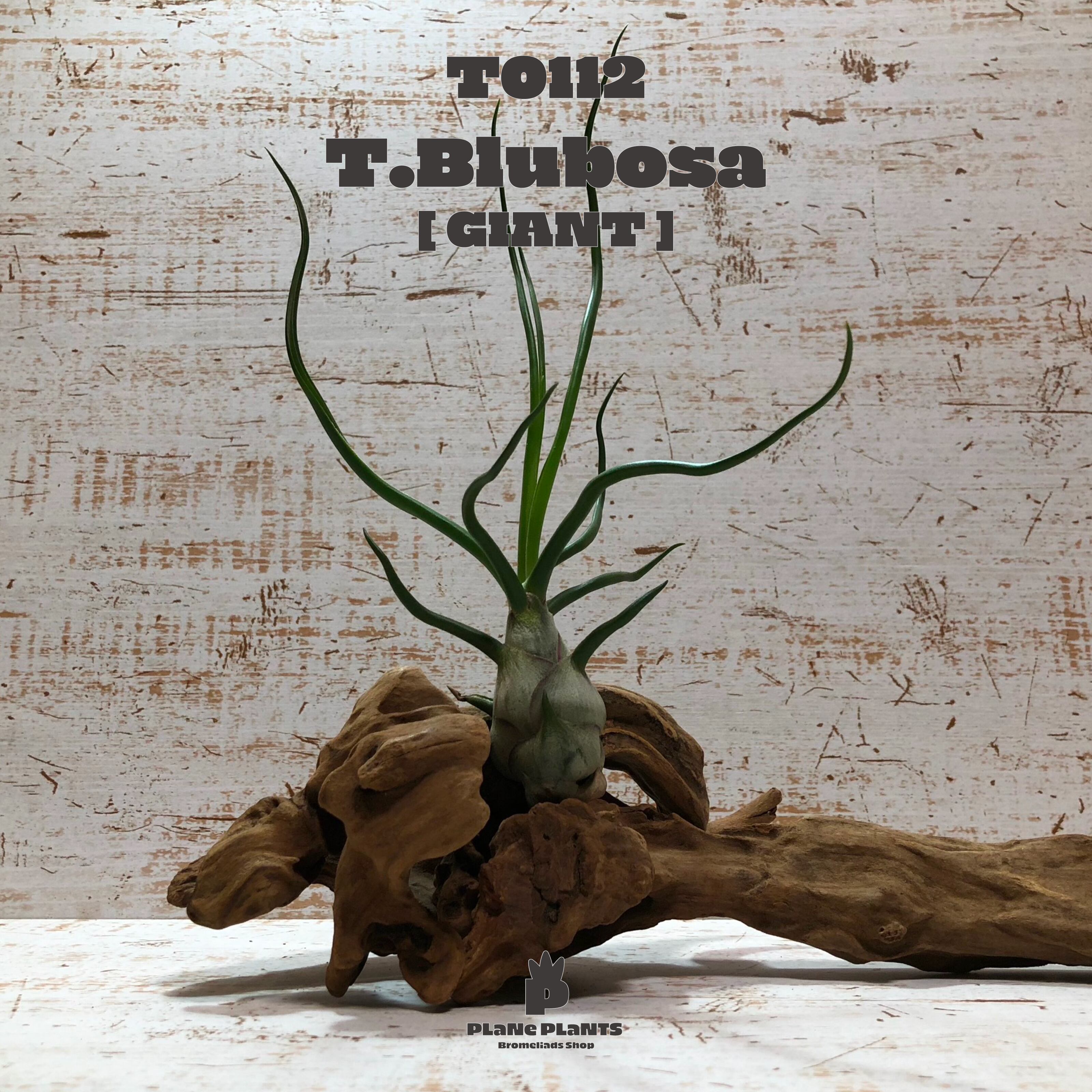 【送料無料】ブルボーサ ジャイアント〔エアプランツ〕現品発送T0112