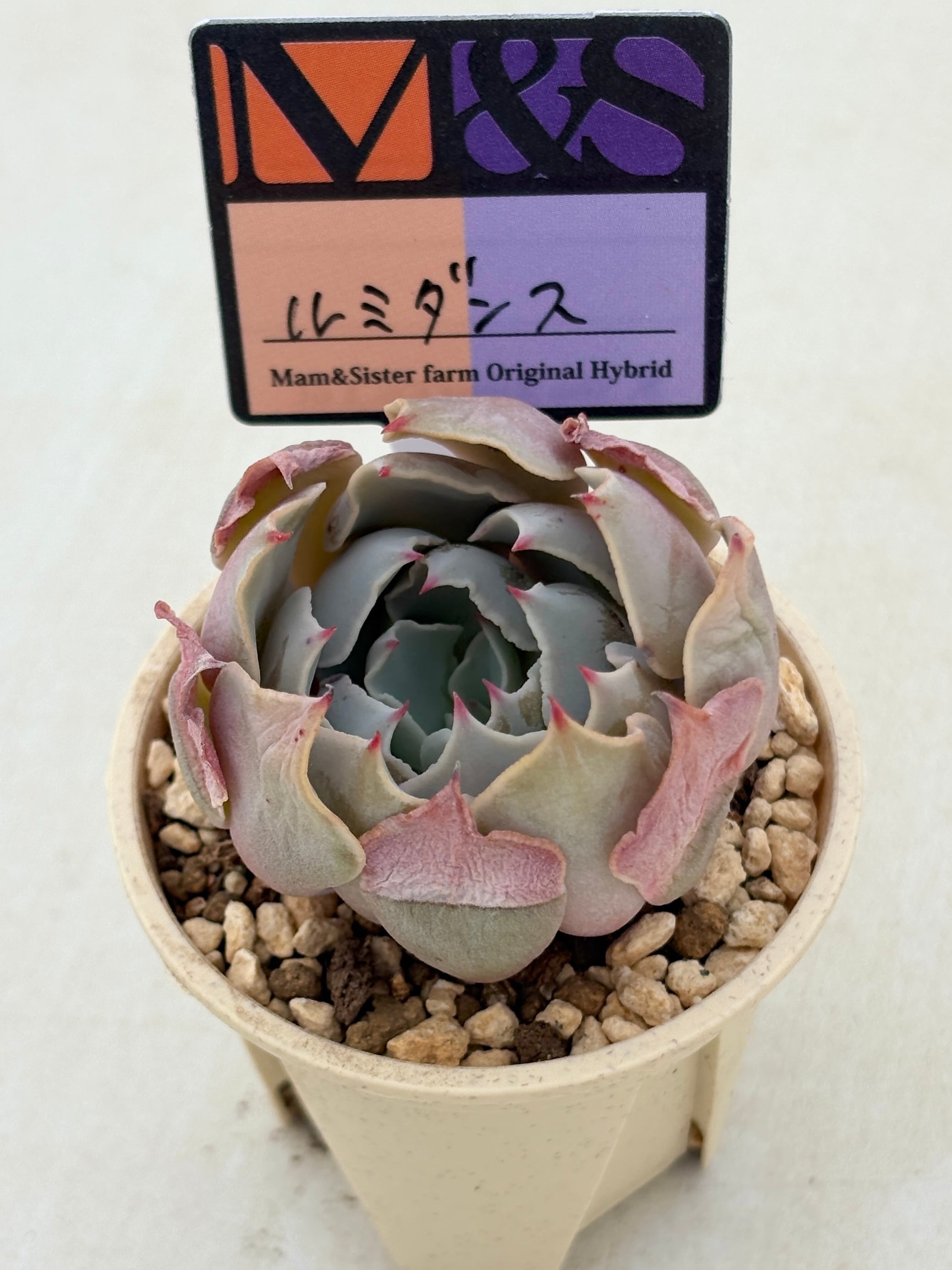 多肉植物と雑貨のお店 ふぁにぃ