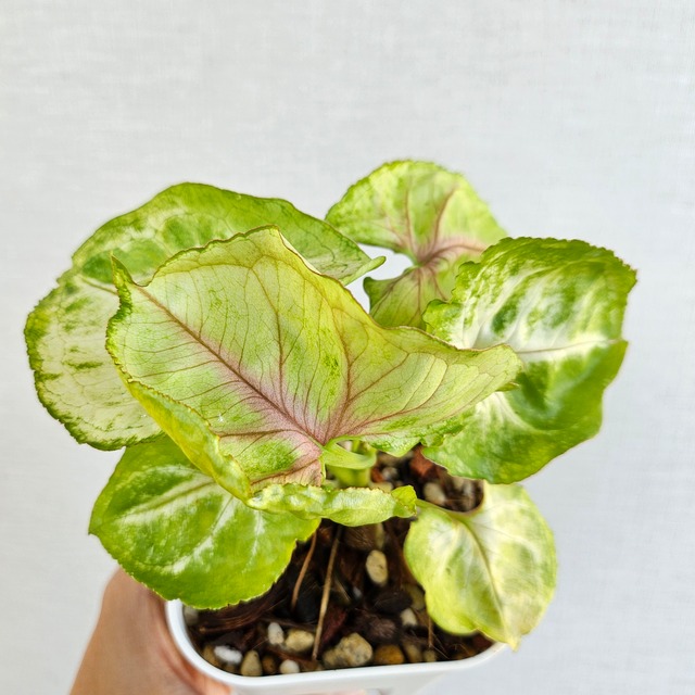 ①《シンゴニウム・クリームアリュージョン》Syngonium Cream Allusion  観葉植物　ポットまま発送