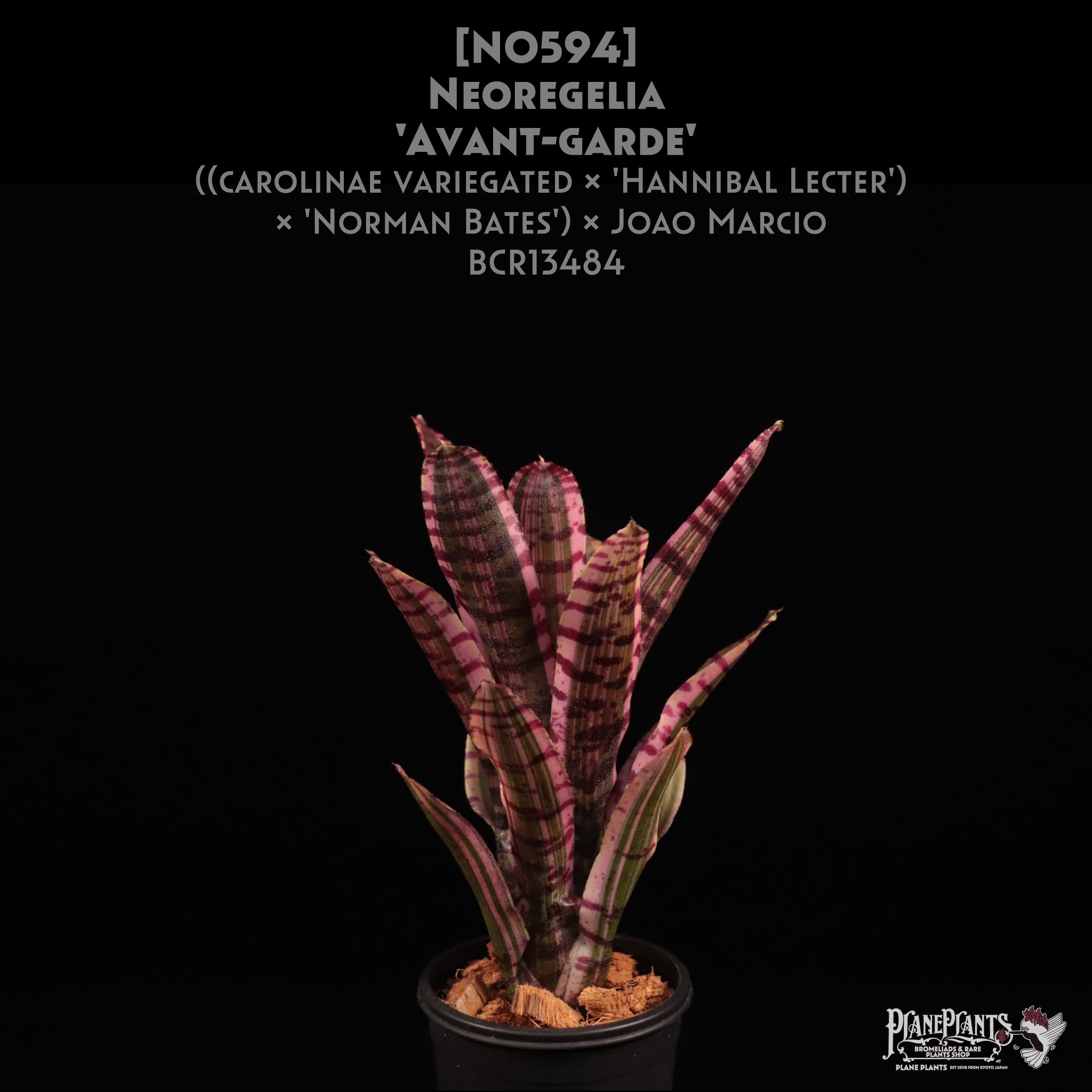 Chester Skotak Hybrid | plane plants