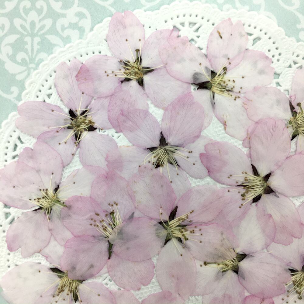 春先取り コンパクト押し花 ヒガン桜 15枚 少量をパックにしてお届け 押し花素材 はなはなぐりゅっけ