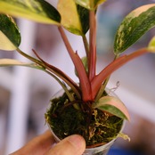 フィロデンドロン・レッドコンゴ⑤│Philodendron Red Congo｜観葉植物