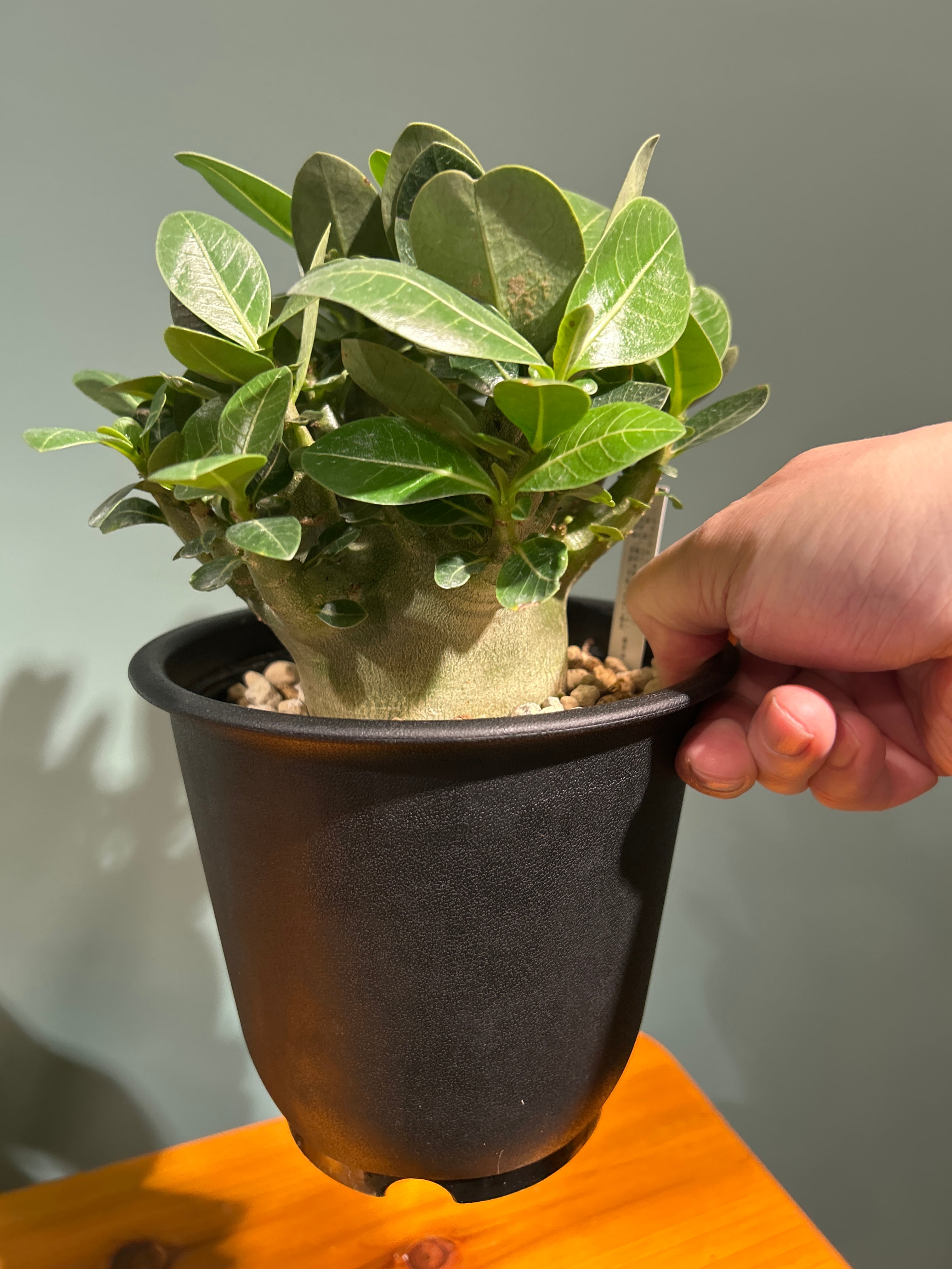 アデニウム モンスター5号 | 植物との暮らし apricot