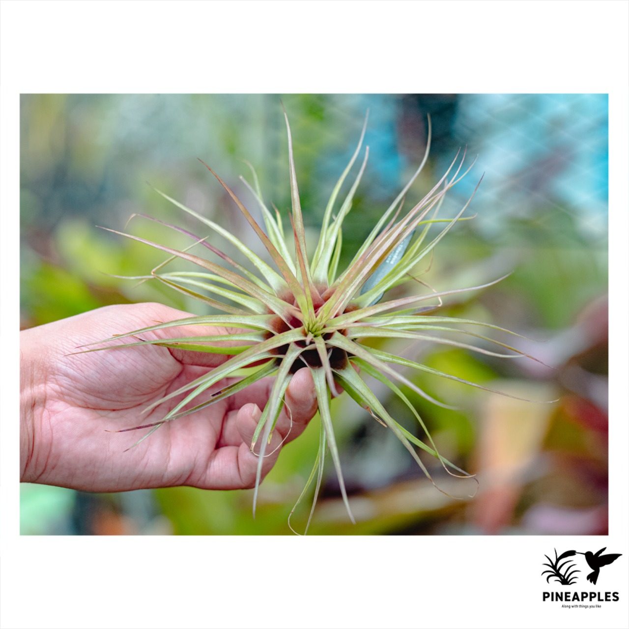 Tillandsia kegeliana - 2