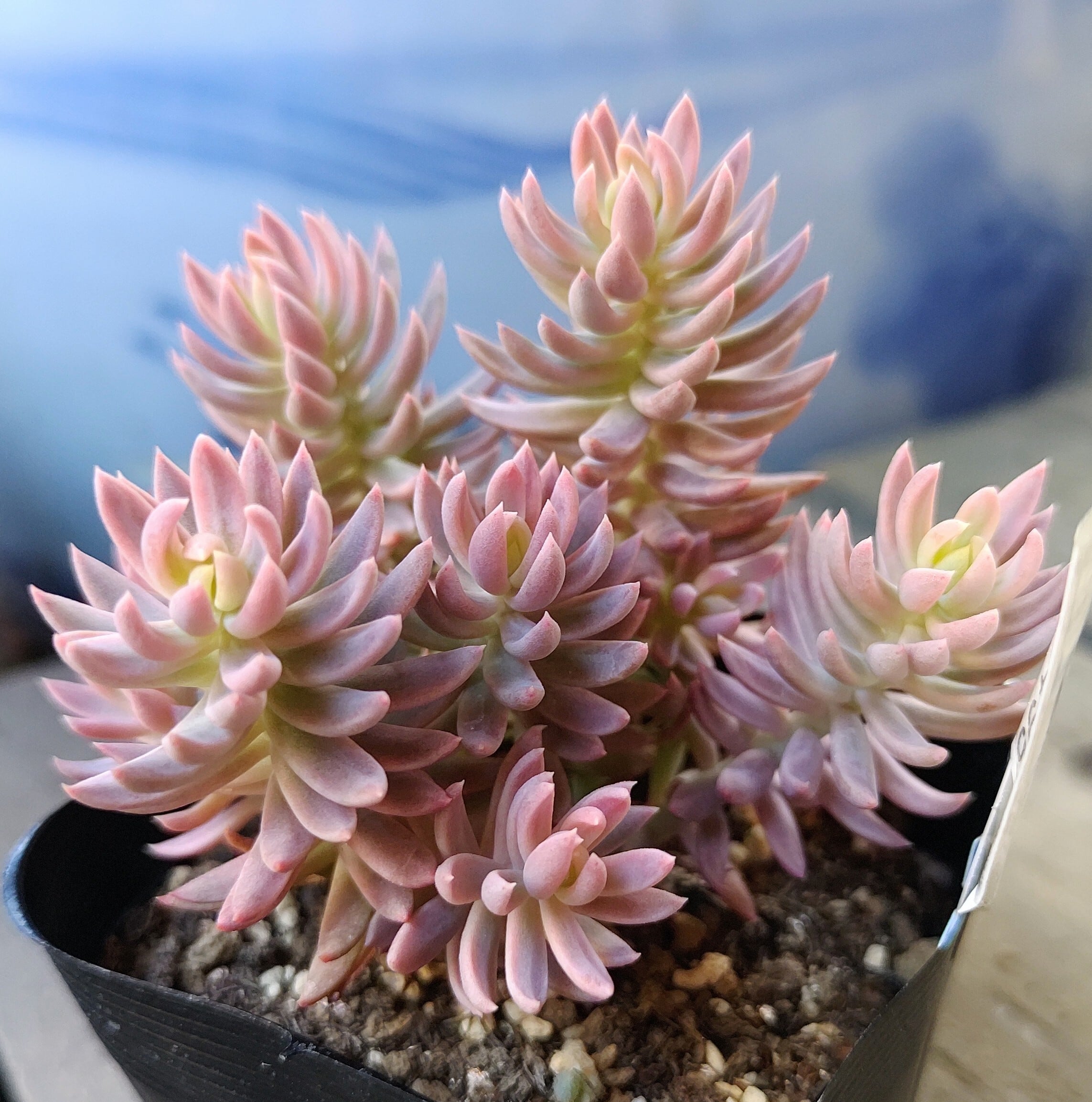 錦 | RuPo 多肉植物専門店