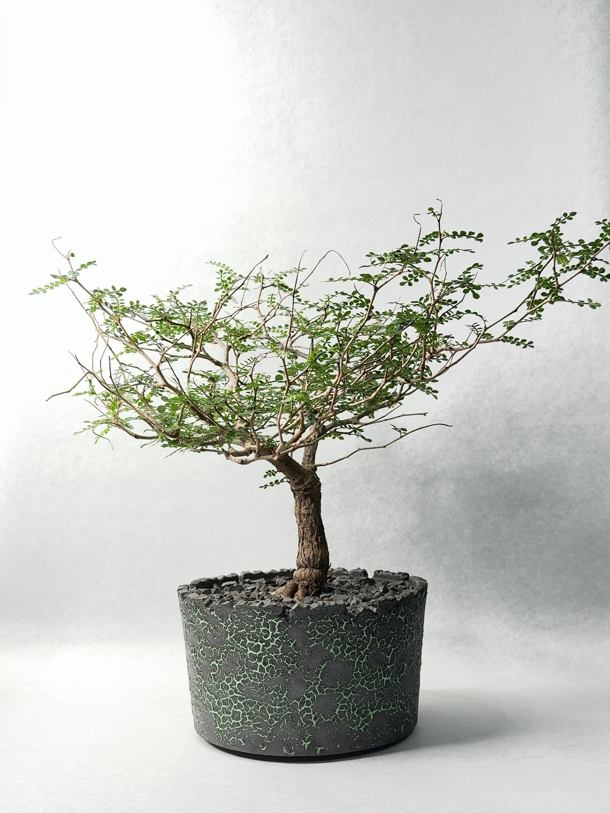 【早い者勝ち★国内実生★枝ぶり良い感じ♪】　オペルクリカリア　パキプス　05 オペルクリカリア・パキプス | trigger