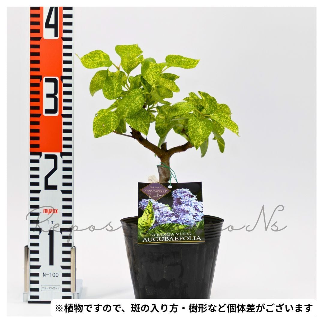 ライラック：斑入り『アウクバエフォリア』（4.5号）ライラック苗木