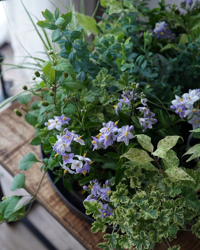【花苗セット】 涼しげツルハナナスの、丈の短い花苗ミニセット