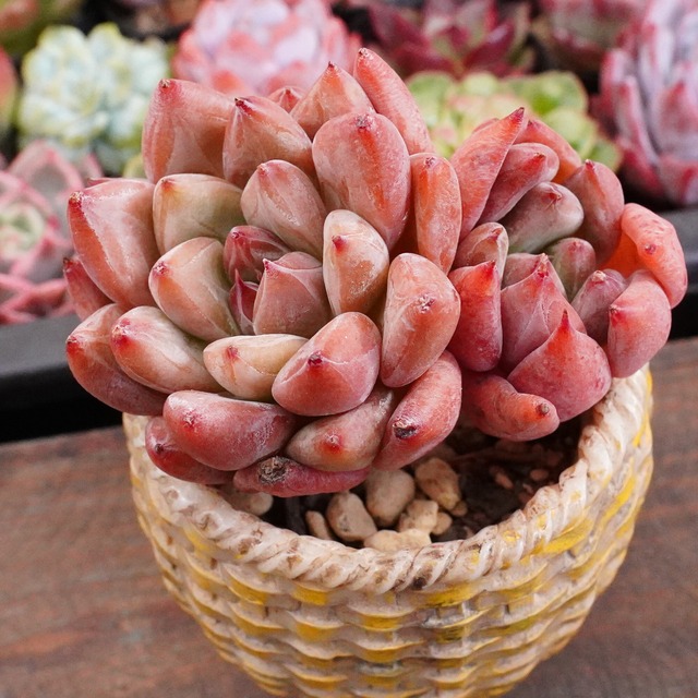 むちむち【シエロ】韓国多肉　紅葉