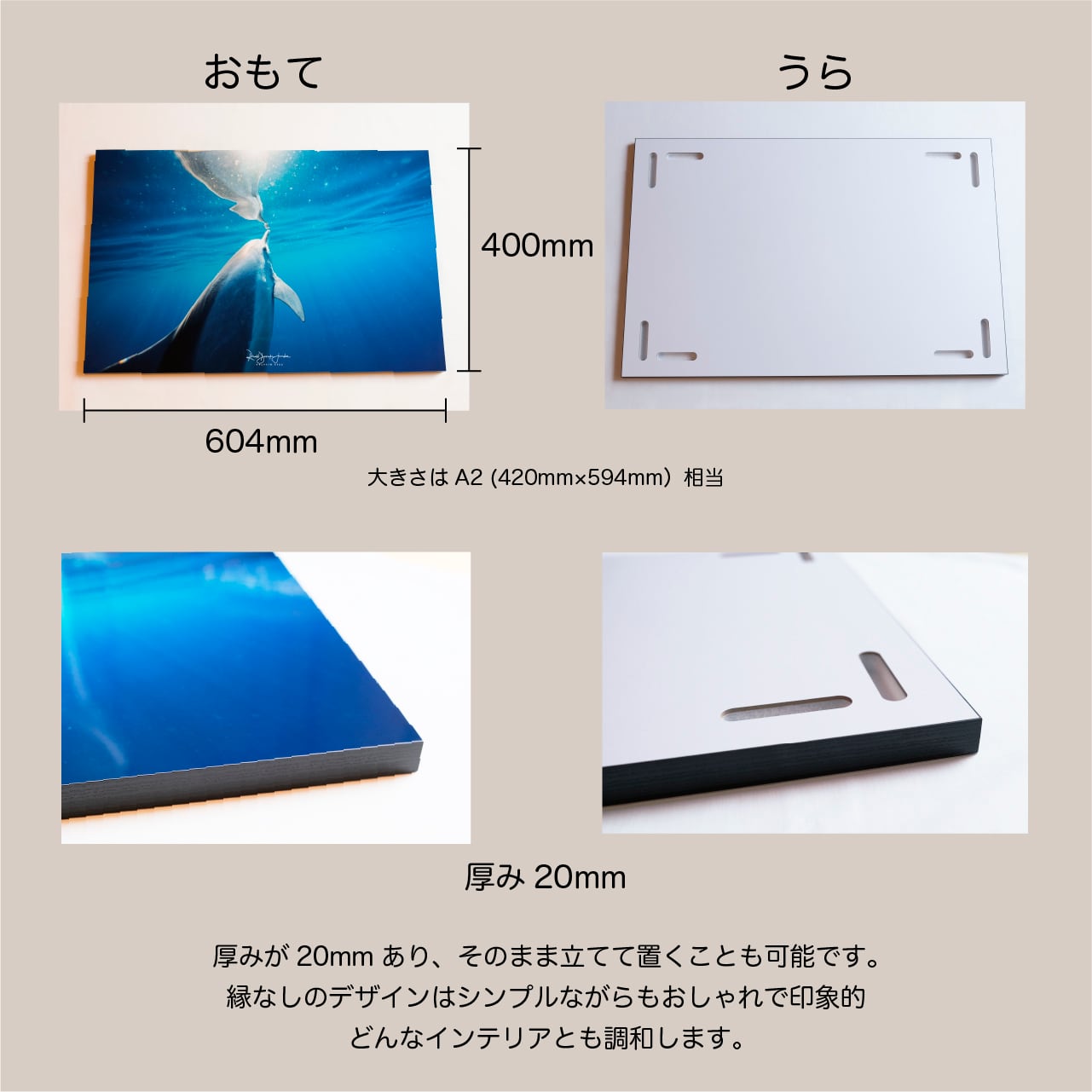 DOLPHIN EYES 写真パネル A2サイズ相当 イルカ・クジラ・ウミガメ