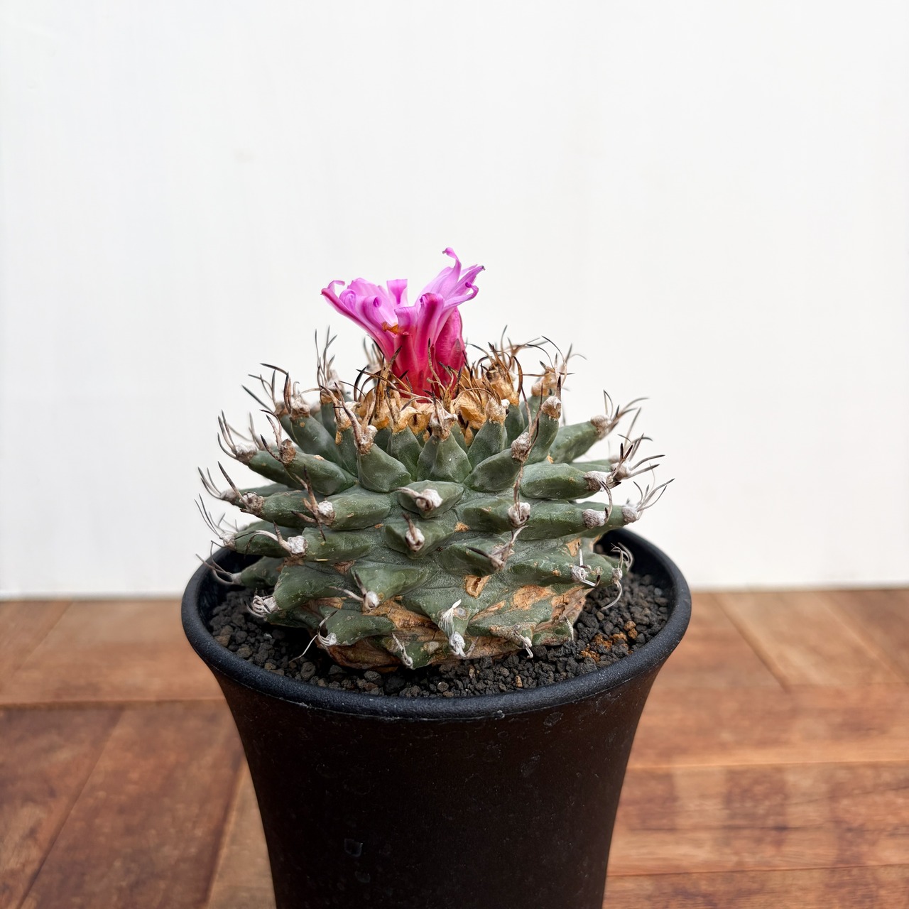 Turbinicarpus alonsoi【ツルビニカルプス・アロンソイ・実生】　