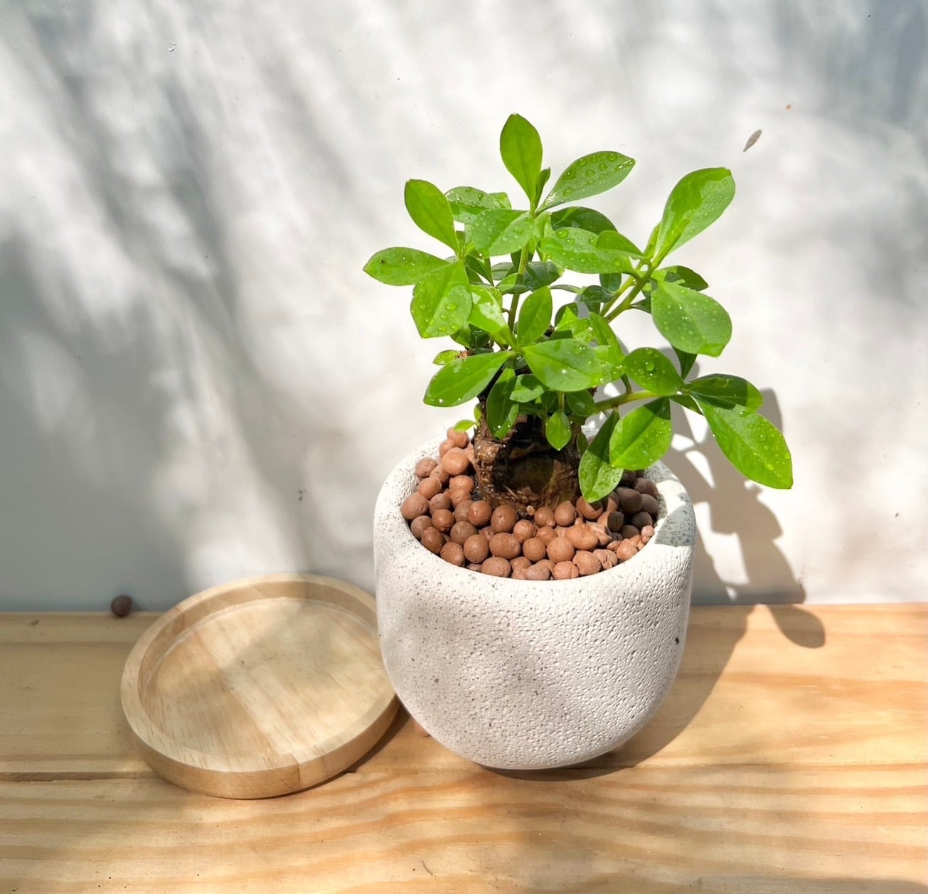 バニラココ実生　速達付き　抜き苗　2 タリナム パニクラーツム 〛Talinum​ Paniculatum 抜き苗 発芽済 塊根