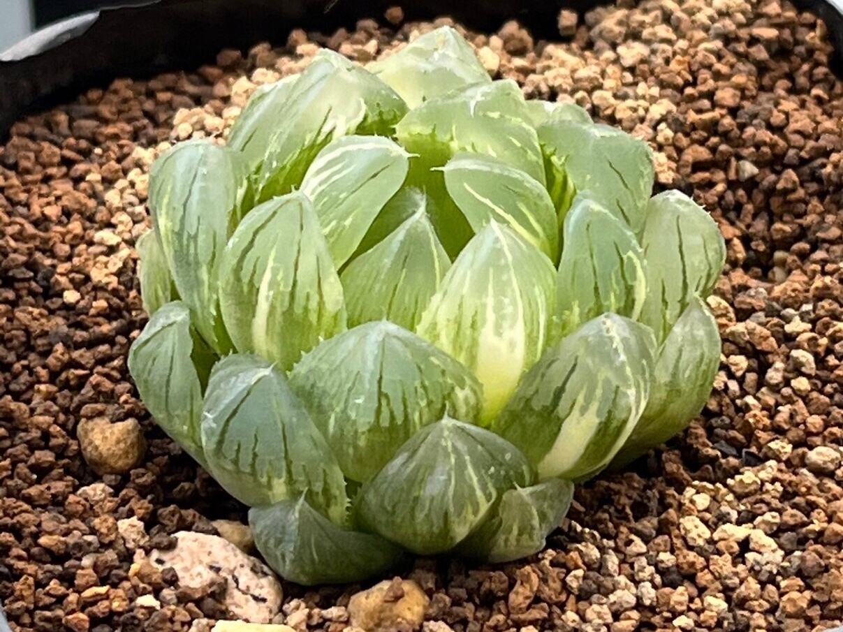 ハオルチア ショッキング紫オブツーサ錦③ まるで宝石！窓のある