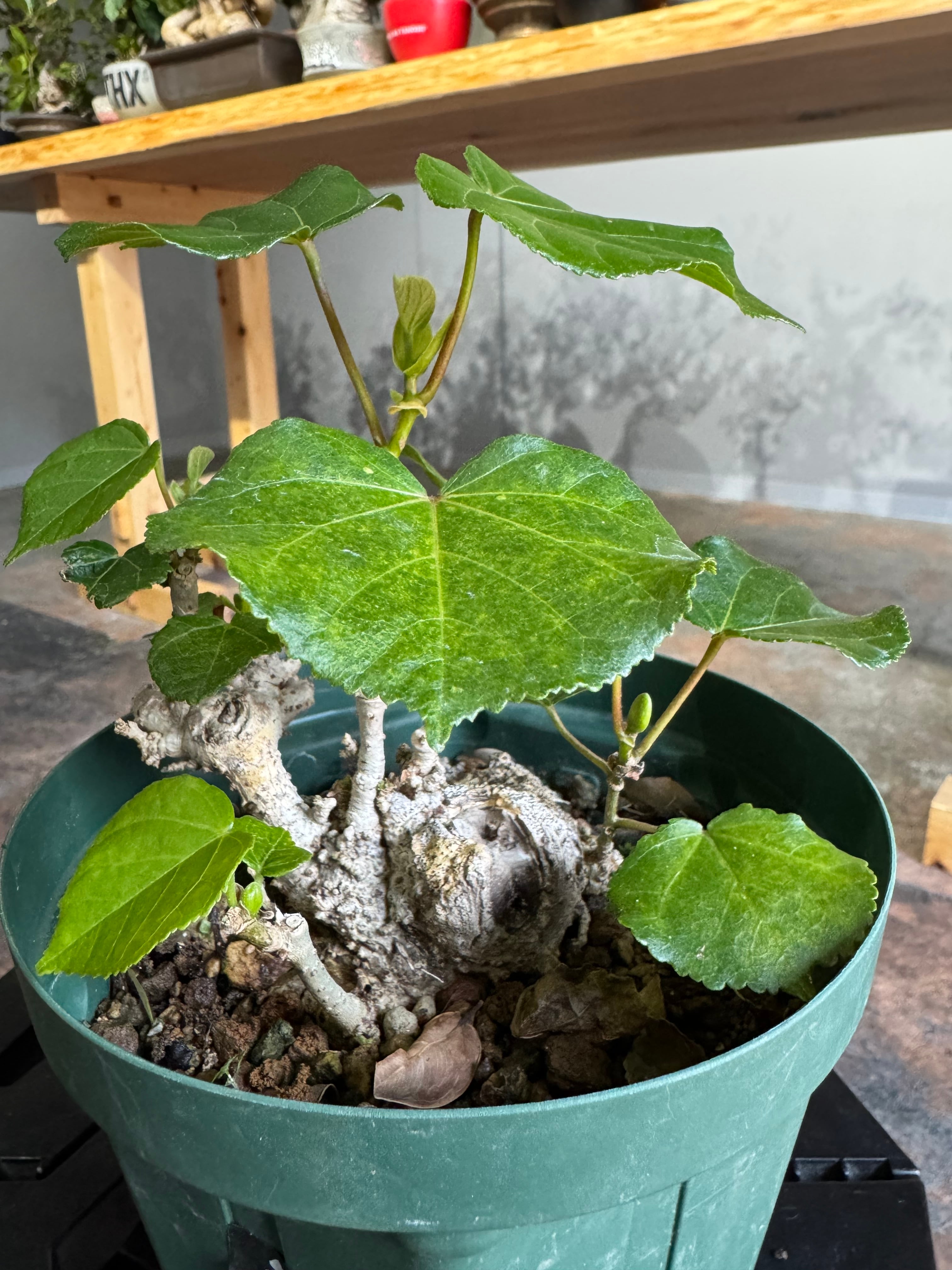 Talipariti tiliaceum 【ユウナ / オオハマボウ】琉球盆栽/サービス品