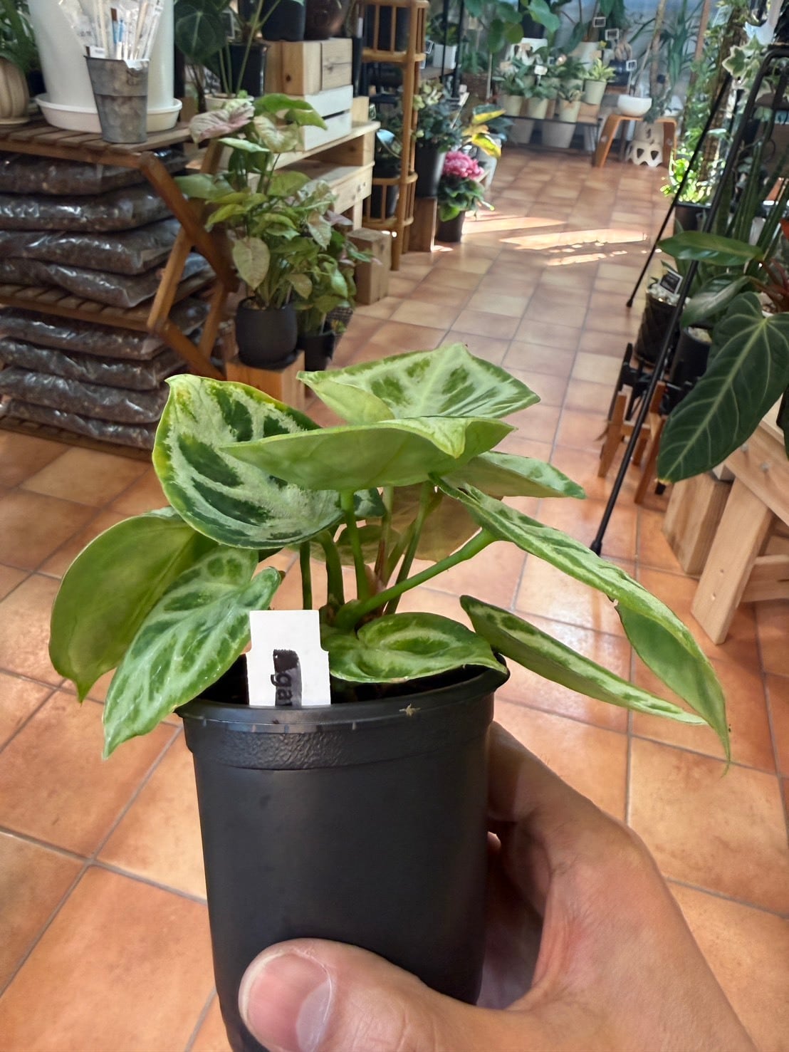 アンスリウム・ドラヤキシルバーボール 3号 希少 | 観葉植物と雑貨のお