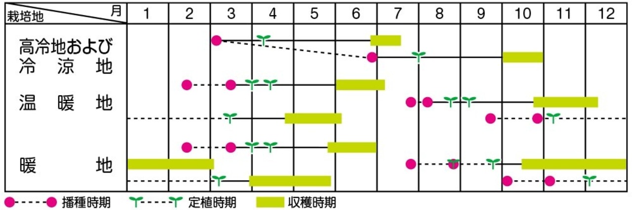 キャベツ 「金系201号EX」（P5000粒）・画像4