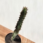 Euphorbia robecchii【ユーフォルビア・ロベッチー】