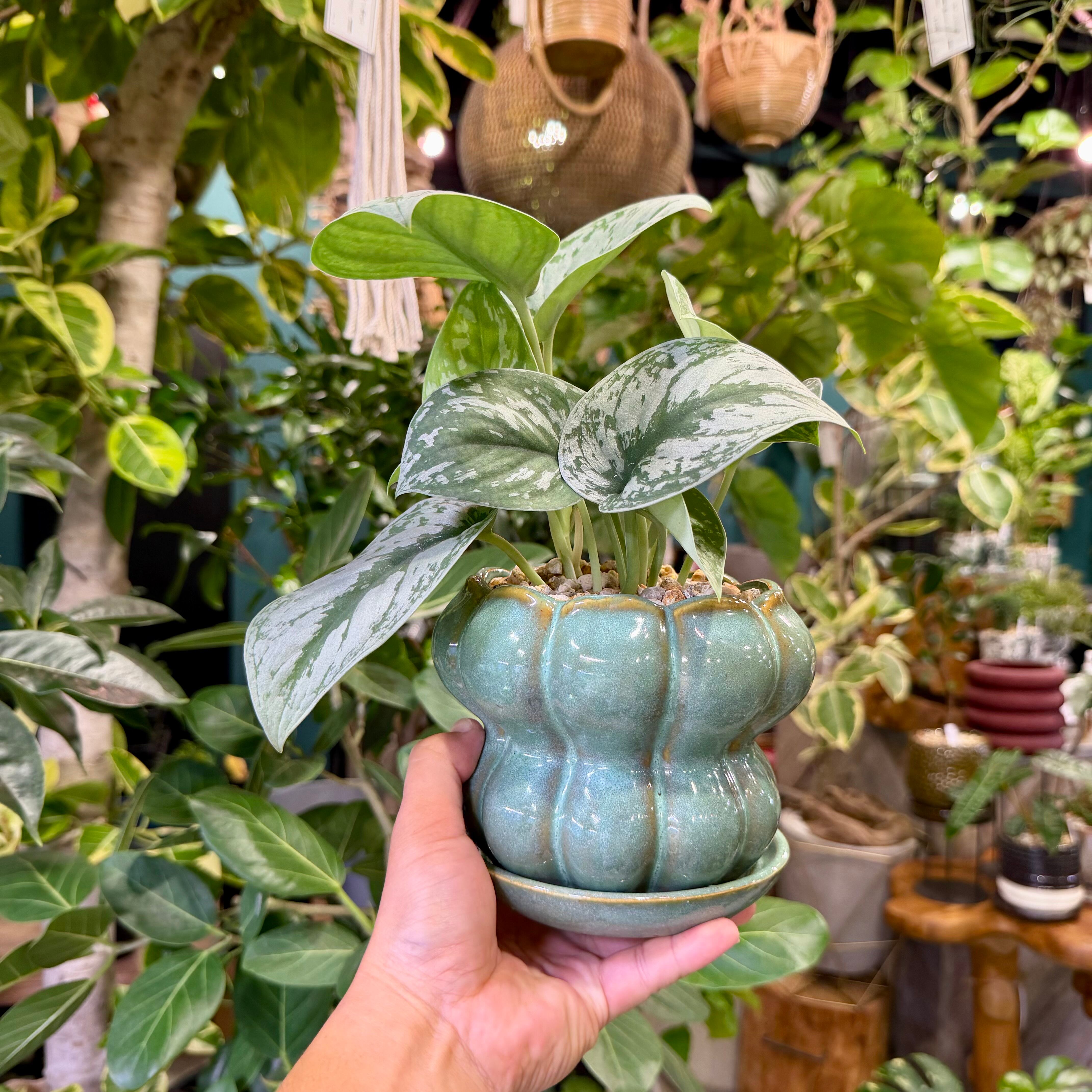 スキンダプサス・トレビー | barrelplants_BONSAI