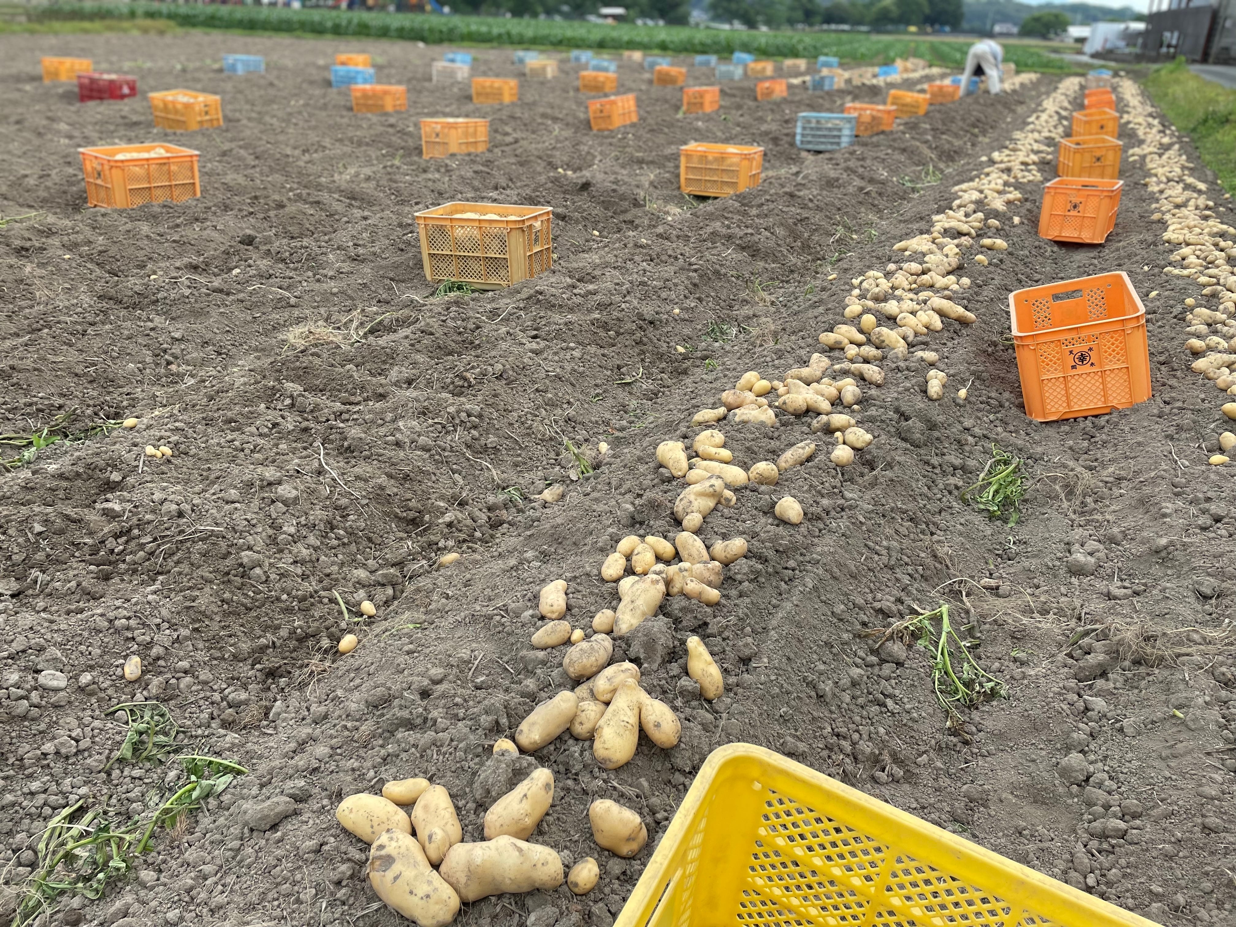 じゃがいも（長崎黄金） | でんすけ農場