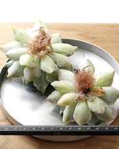 【NEW-STANDARD】 水耕栽培苗 サウザンドスノー Echeveria 'Thousand Snow'