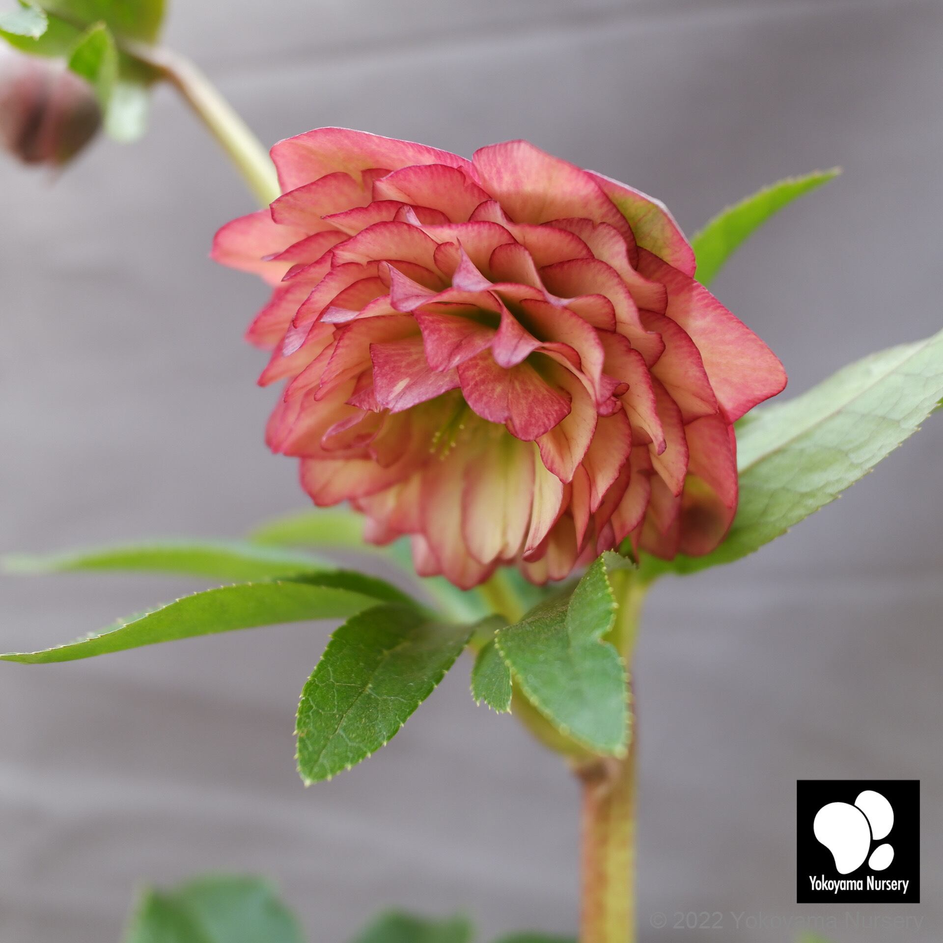 P2 クリスマスローズ プリマドレス アプリコットバイカラーピコティー 4 5号深 現品販売 横山園芸 Yokoyama Nursery 公式オンラインショップ 通信販売