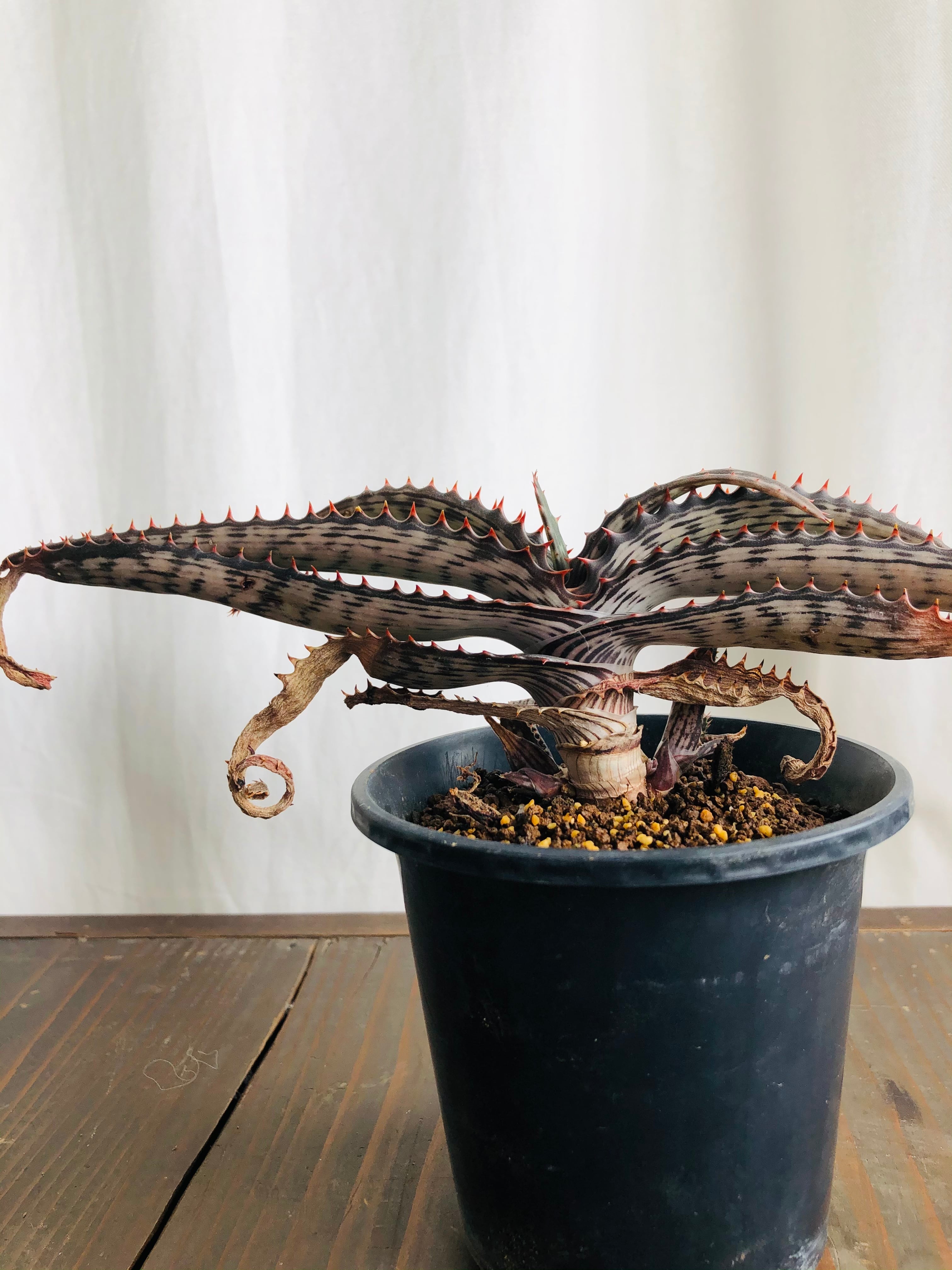 Aloe branddraaiensis アロエ ブランドレイエンシス | plants MARU