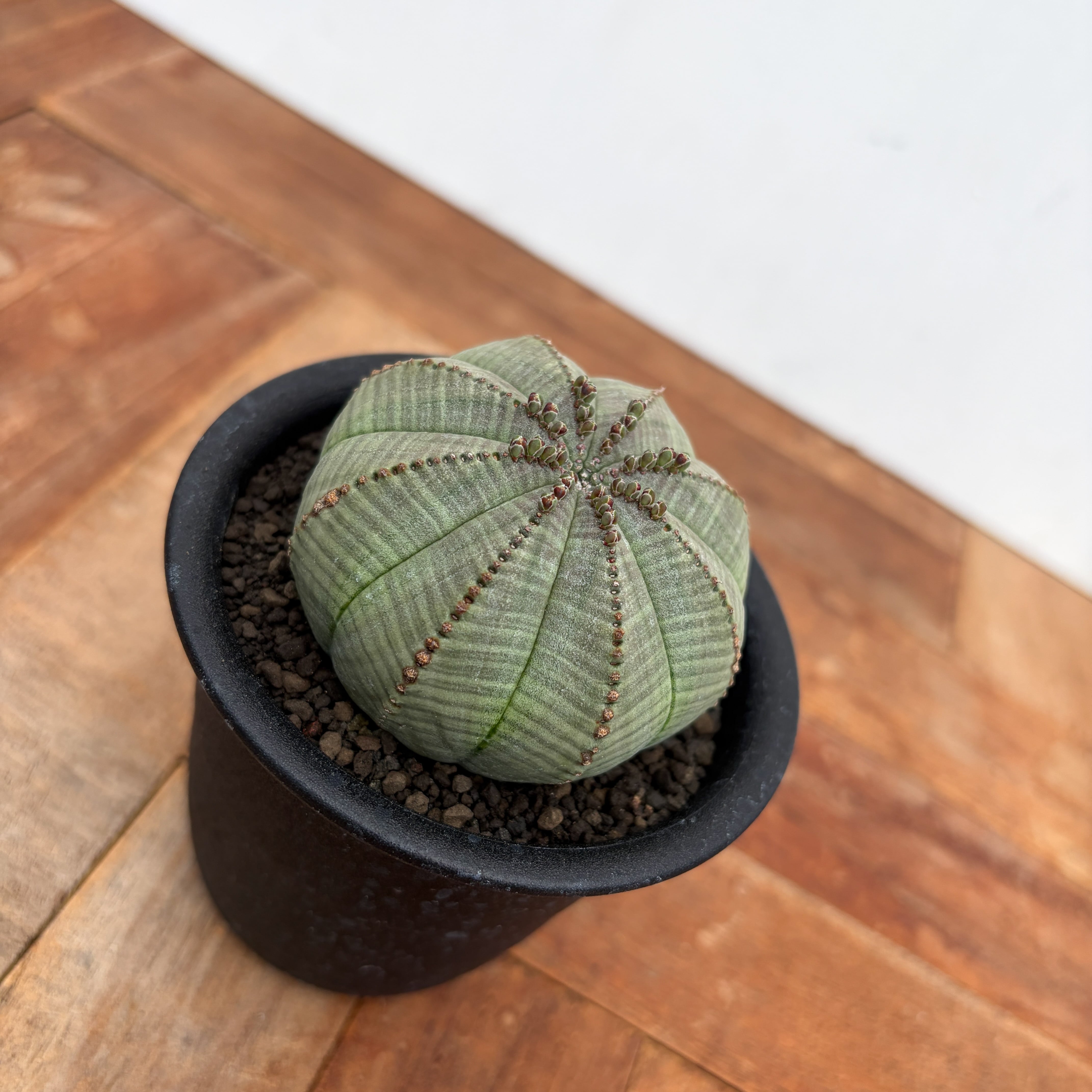 Euphorbia obesa【ユーフォルビア・オベサ・実生】 | RIMO'S GREEN